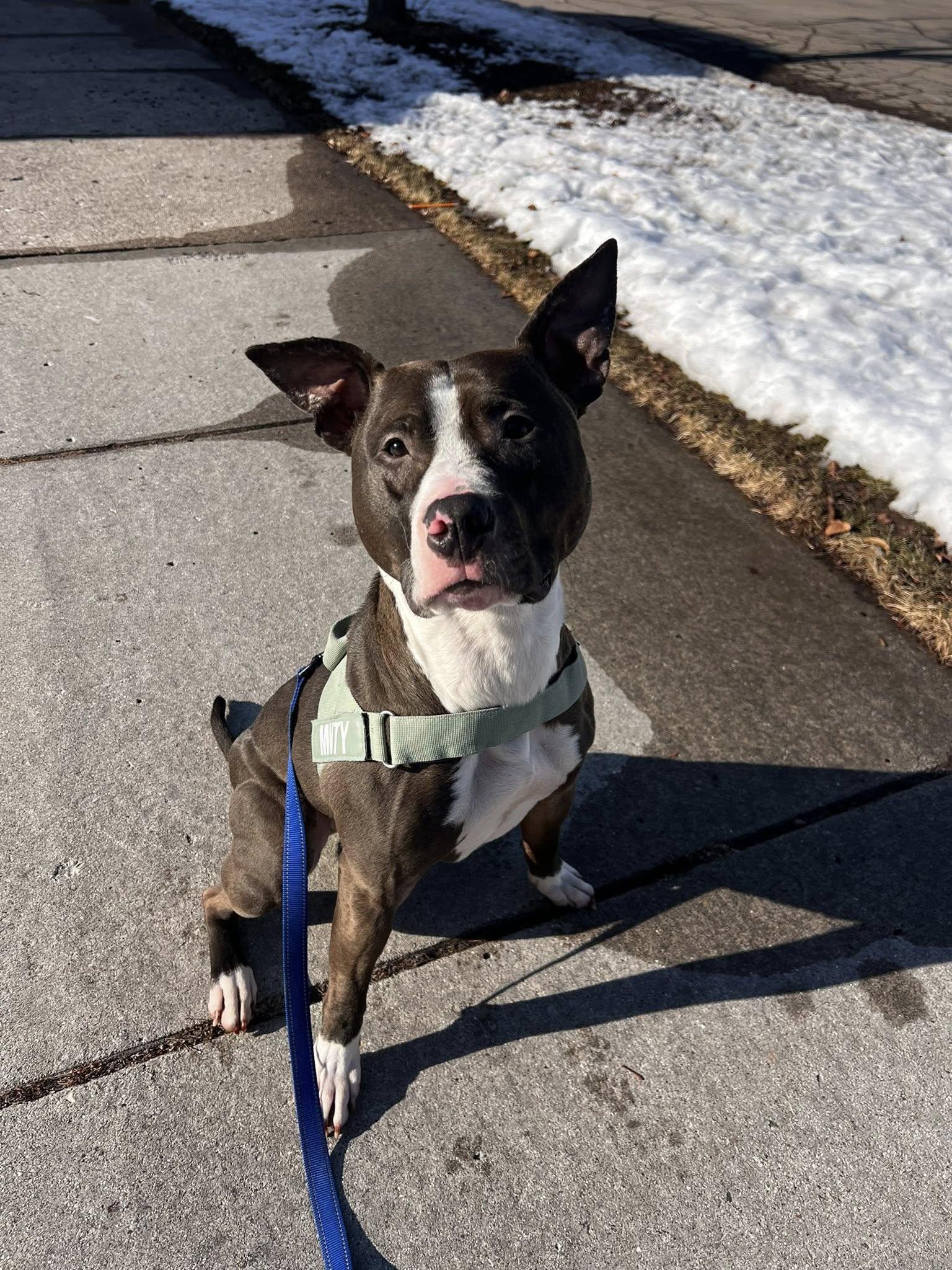 Enlarge Winnie, a Adoptable mixed breed in Appleton, WI image 3/3