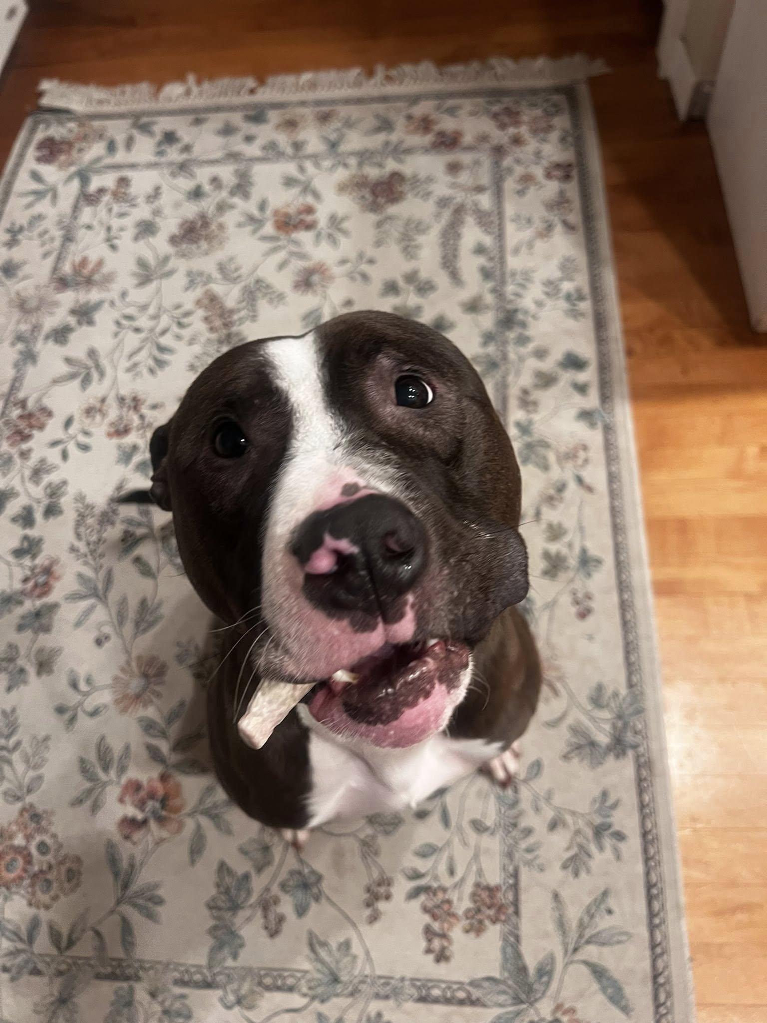Enlarge Winnie, a Adoptable mixed breed in Appleton, WI image 2/3