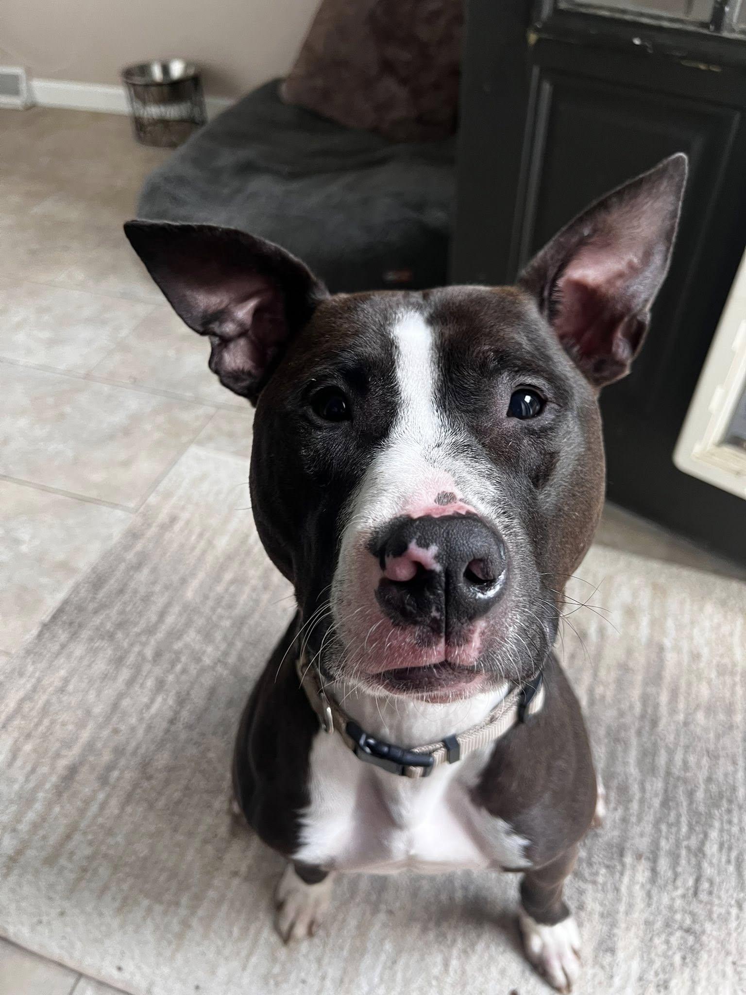 Winnie, a Adoptable mixed breed in Appleton, WI image 4/4