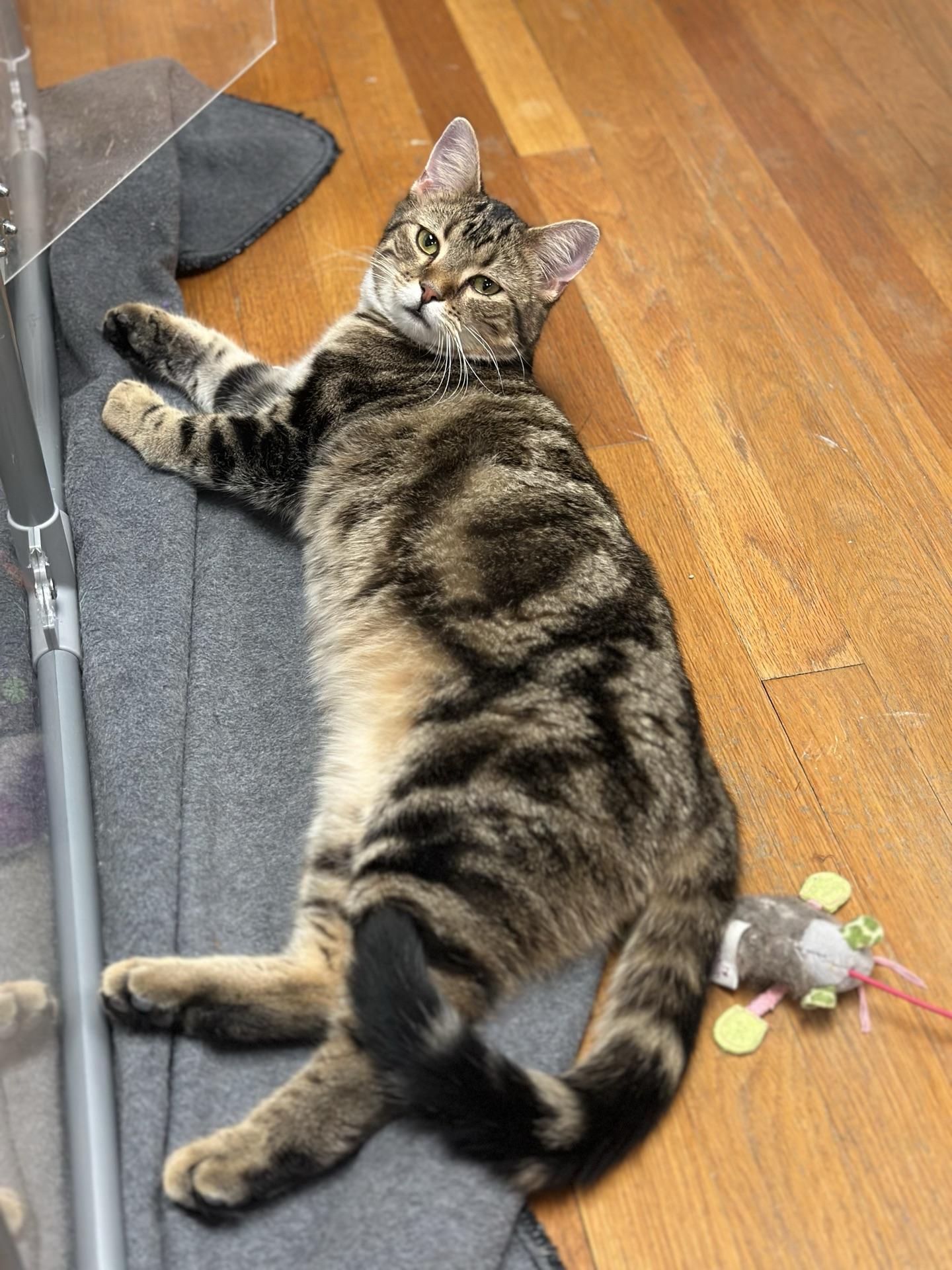 Enlarge Frank, a ADOPTABLE Tabby in Greensburg, PA image 4/5