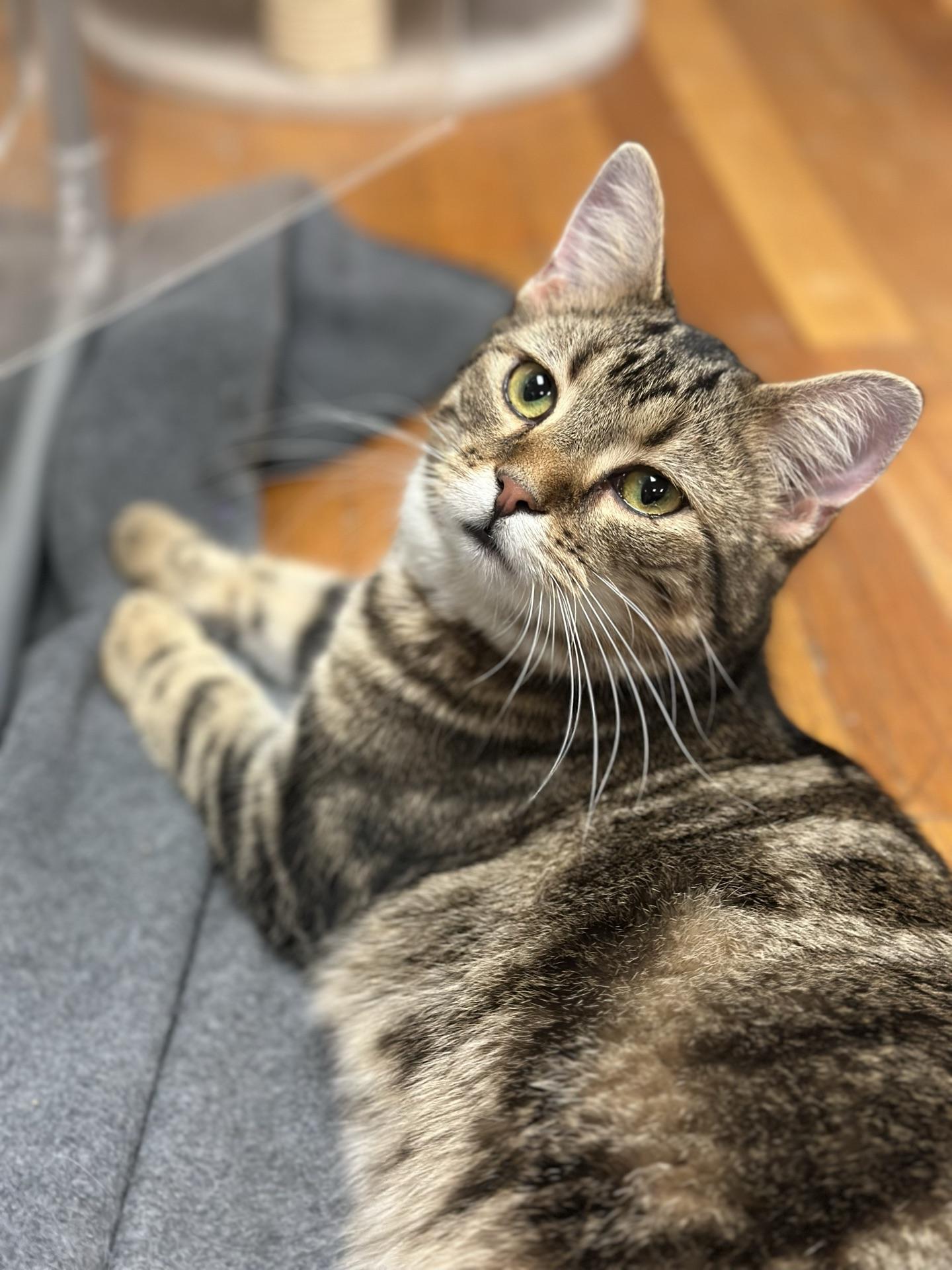 Enlarge Frank, a ADOPTABLE Tabby in Greensburg, PA image 1/5