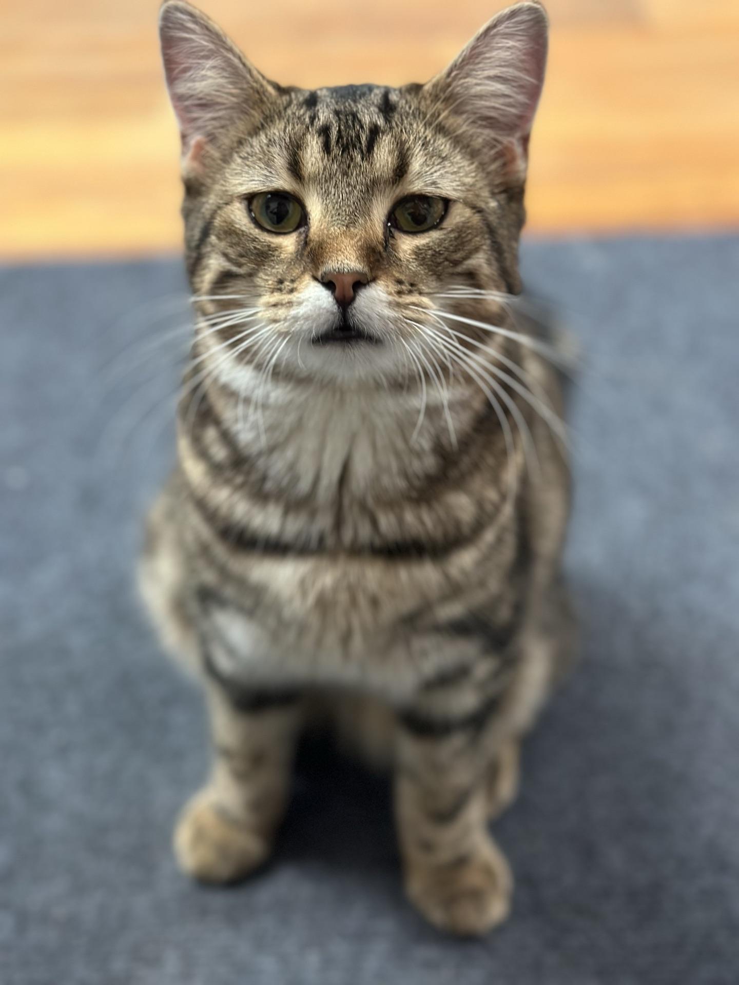 Enlarge Frank, a ADOPTABLE Tabby in Greensburg, PA image 3/5