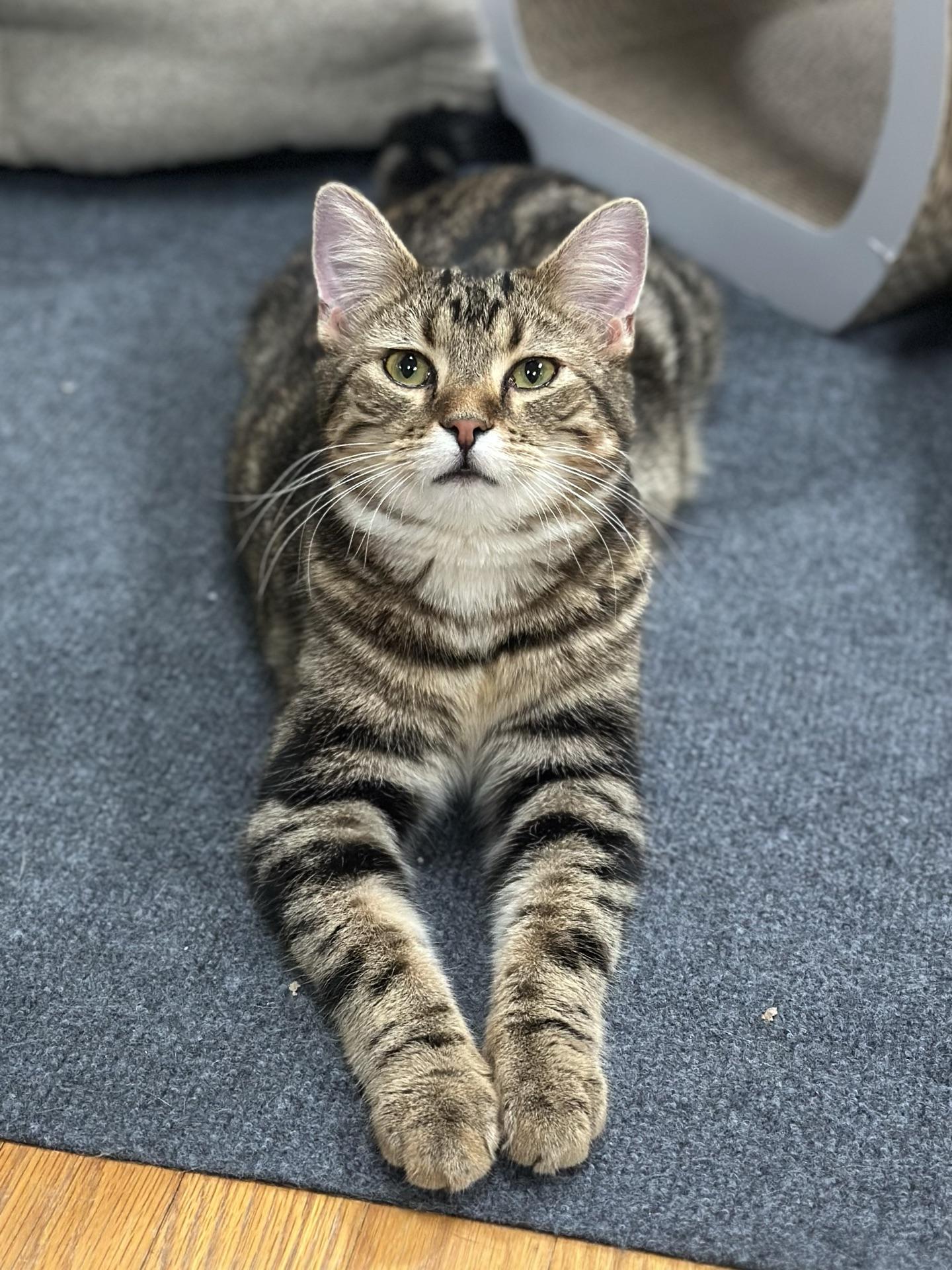 Enlarge Frank, a ADOPTABLE Tabby in Greensburg, PA image 5/5