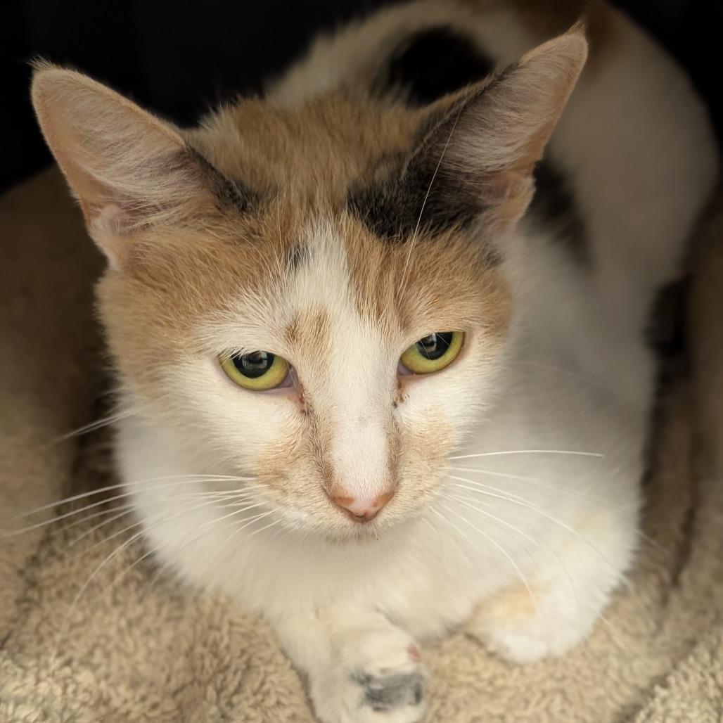 Enlarge Mandarina, a Adoptable Domestic Short Hair in Sonoma, CA image 1/2
