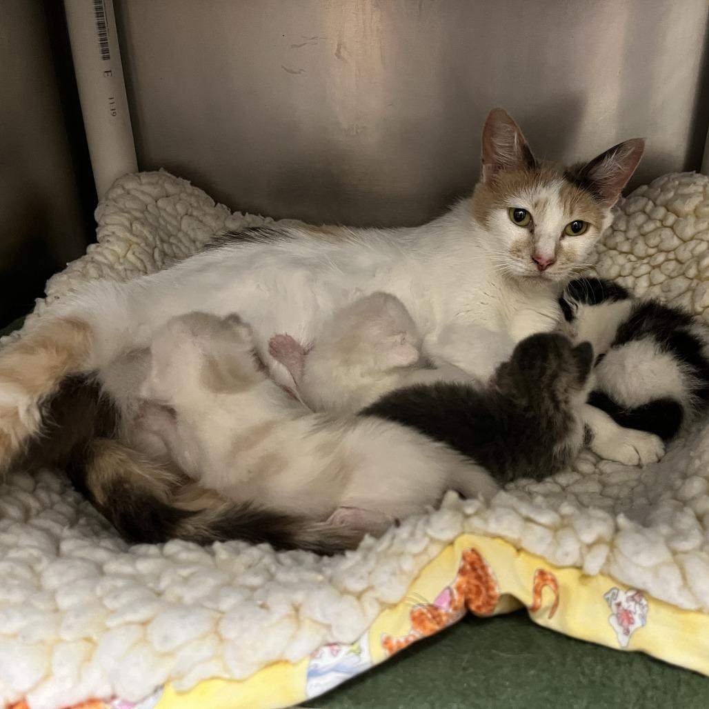 Enlarge Mandarina, a Adoptable Domestic Short Hair in Sonoma, CA image 2/2