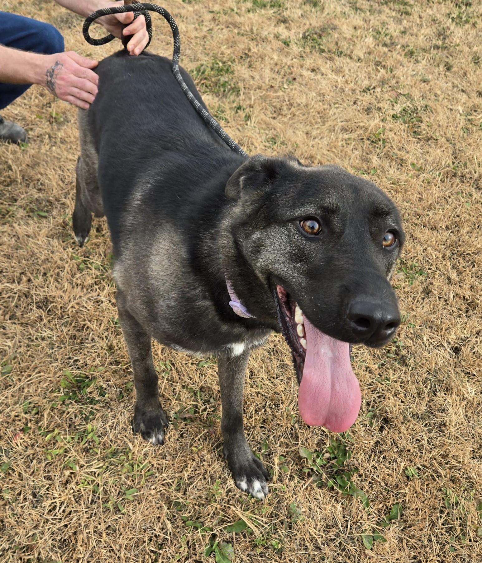 Enlarge Bailey, a Adoptable mixed breed in Larned, KS image 1/4
