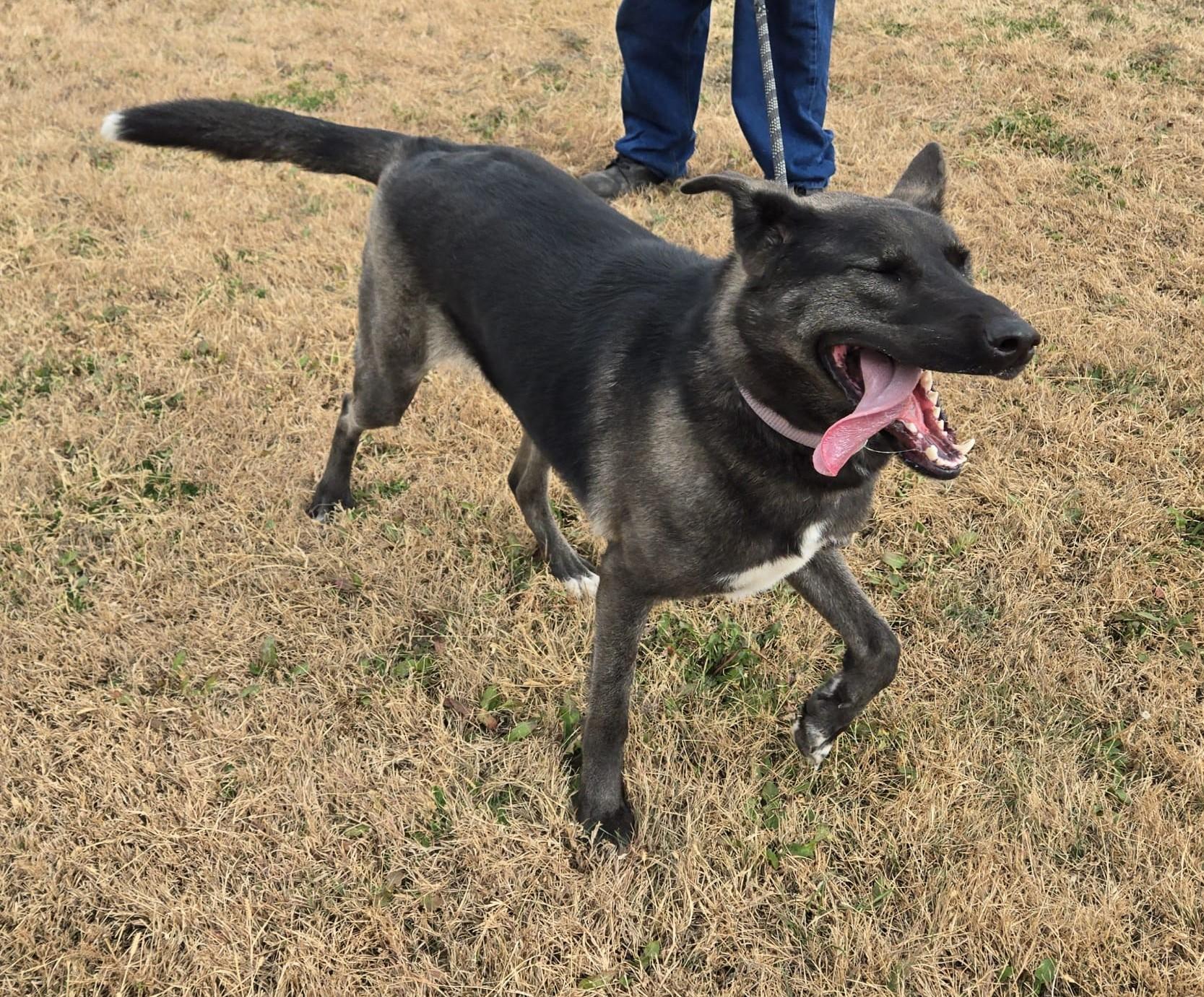 Enlarge Bailey, a Adoptable mixed breed in Larned, KS image 2/4