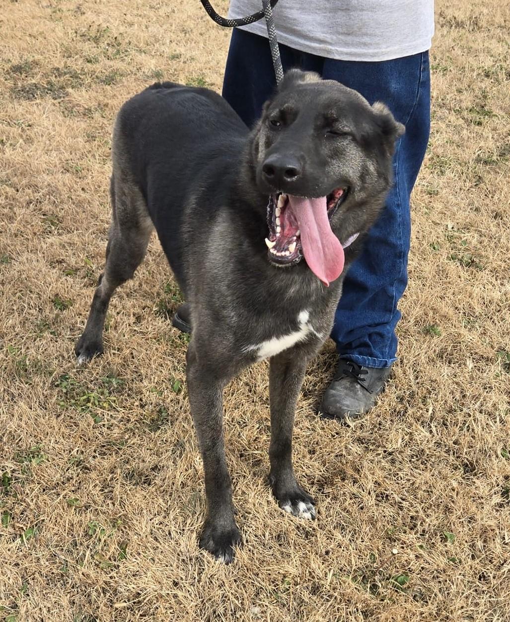 Enlarge Bailey, a Adoptable mixed breed in Larned, KS image 3/4