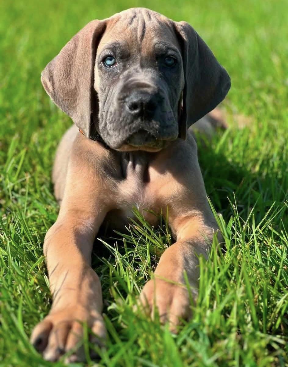 Miles, adopted, Puppy Male Great Dane.