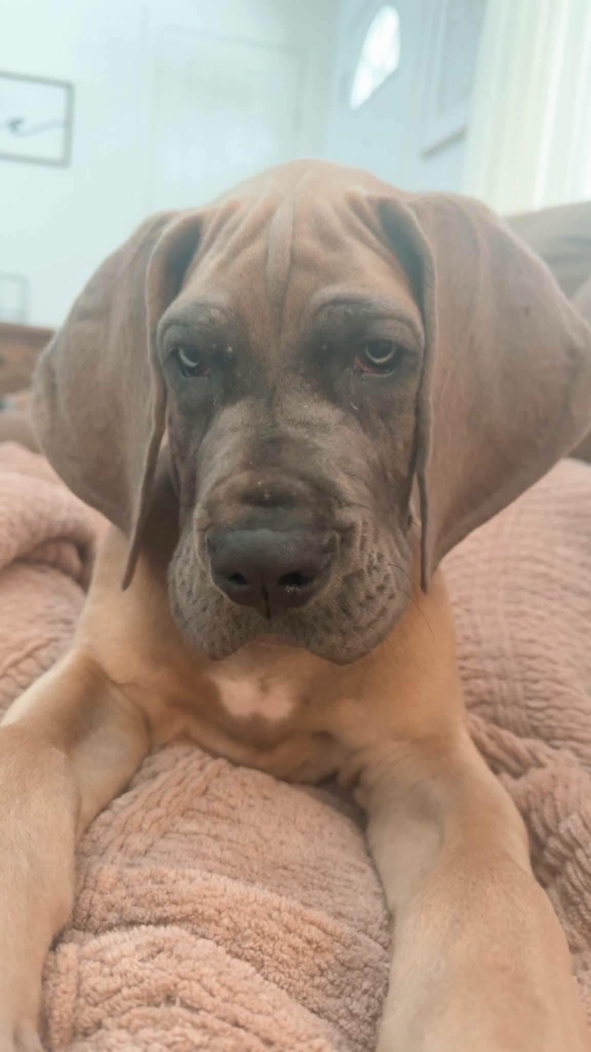 Enlarge Miles, an adopted Great Dane in Alexander, AR image 5/6