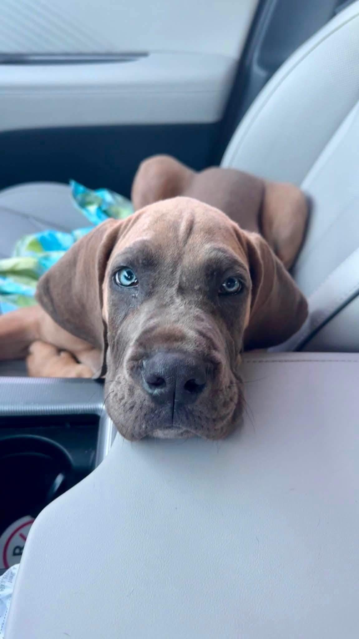 Enlarge Miles, an adopted Great Dane in Alexander, AR image 2/6