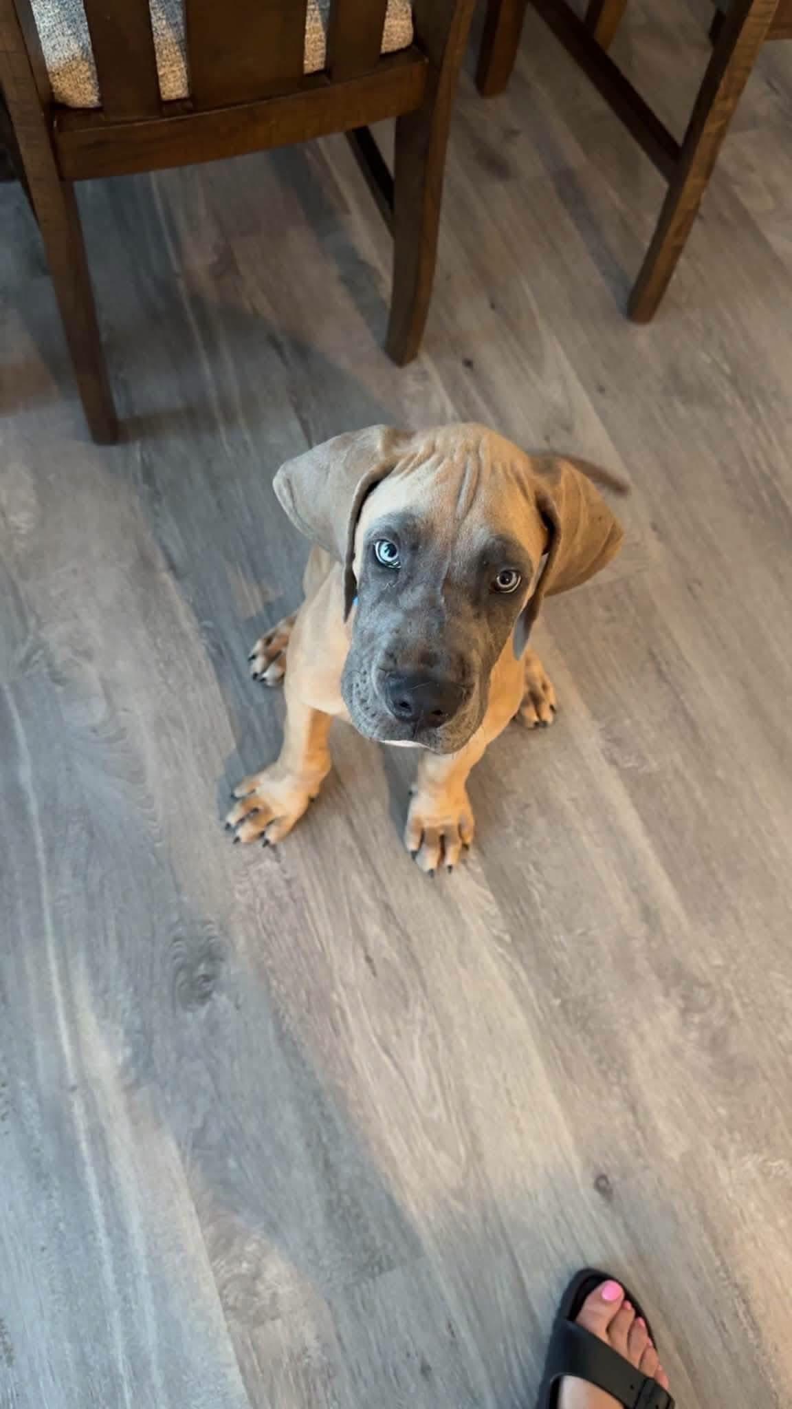 Enlarge Miles, an adopted Great Dane in Alexander, AR image 4/6