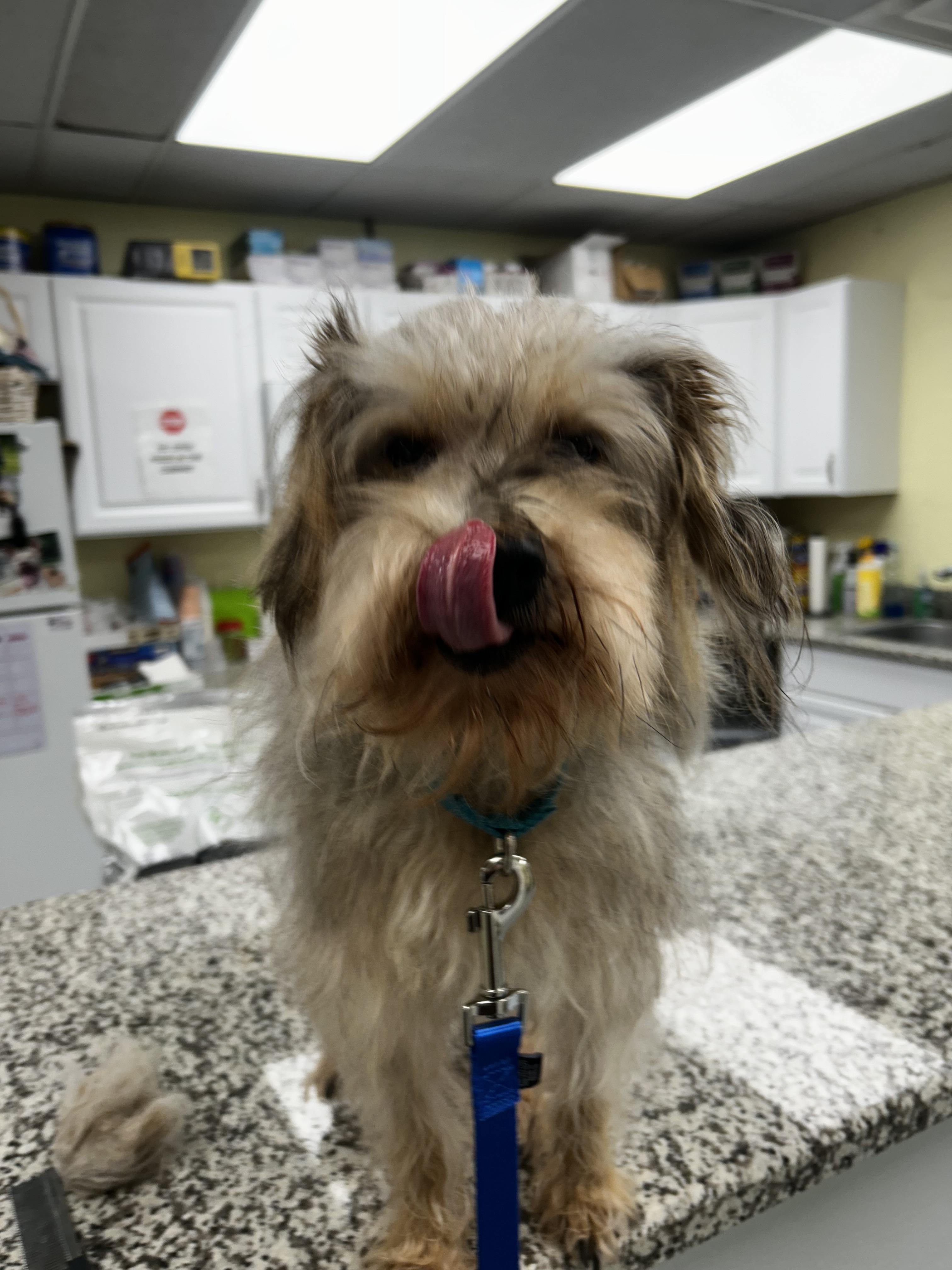 Enlarge Scruffy Duffy , an adopted mixed breed in Oak Ridge, NJ image 2/4
