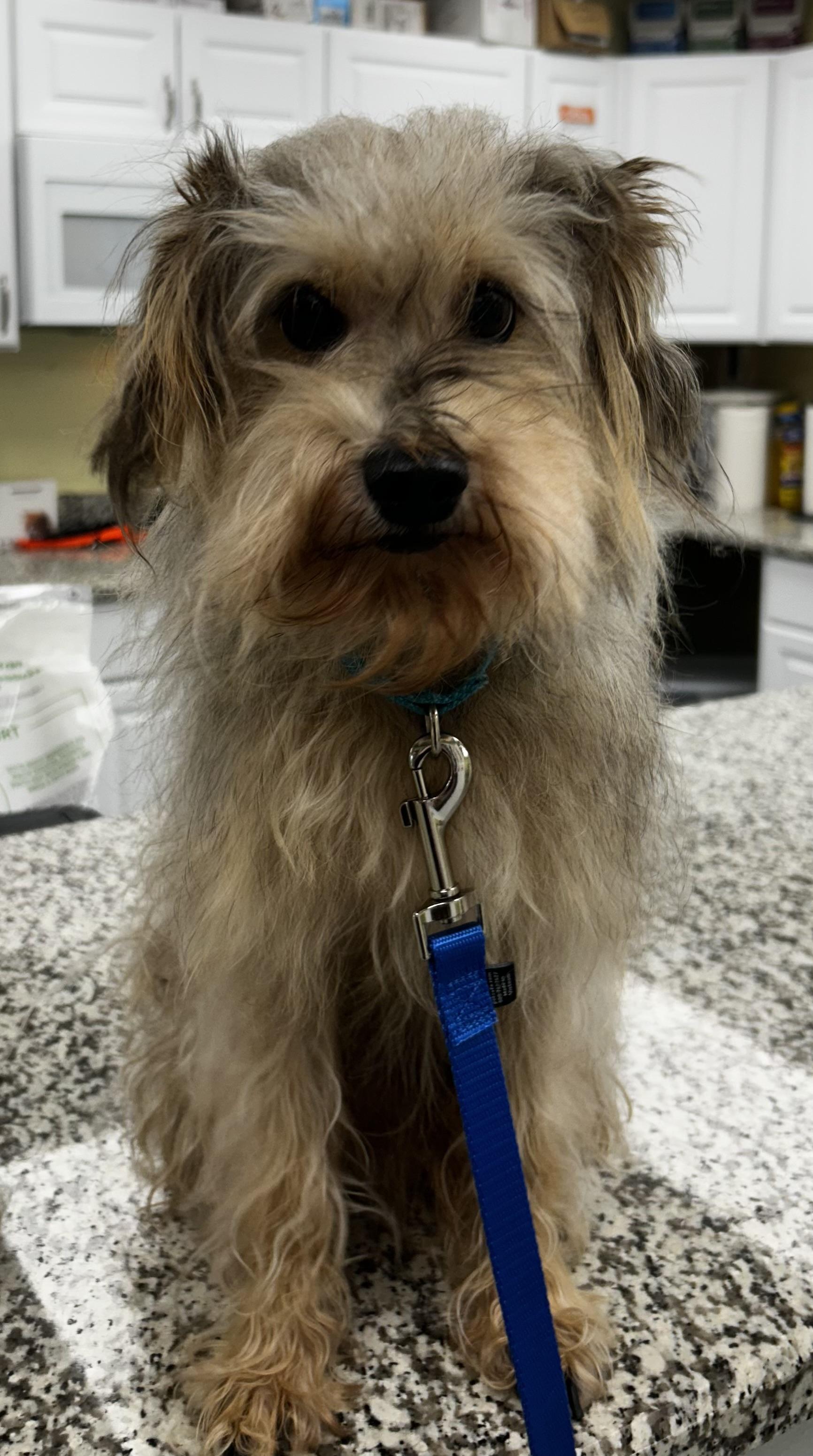 Enlarge Scruffy Duffy , an adopted mixed breed in Oak Ridge, NJ image 4/4