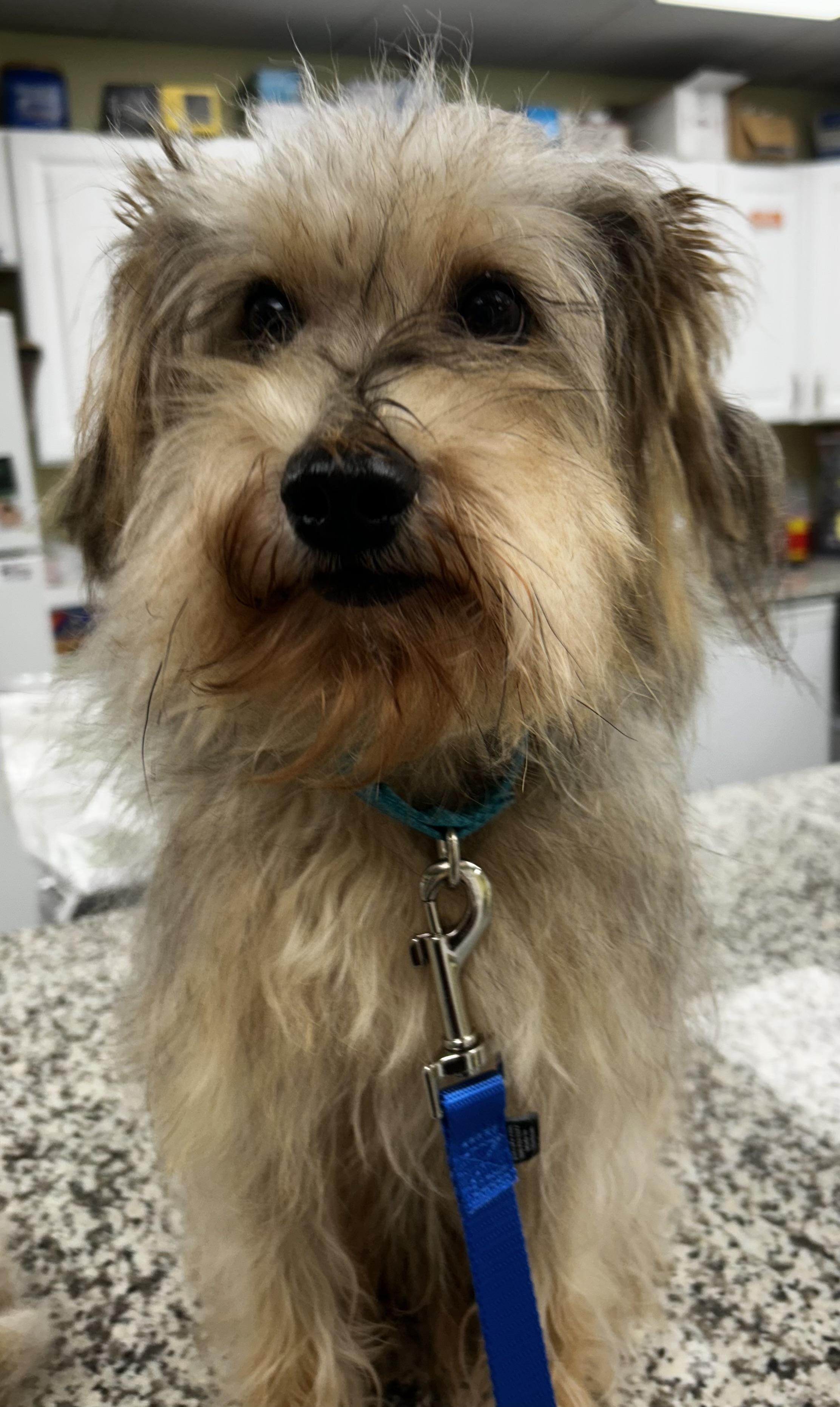 Scruffy Duffy , adopted, Senior Male Miniature Schnauzer & Cairn Terrier.
