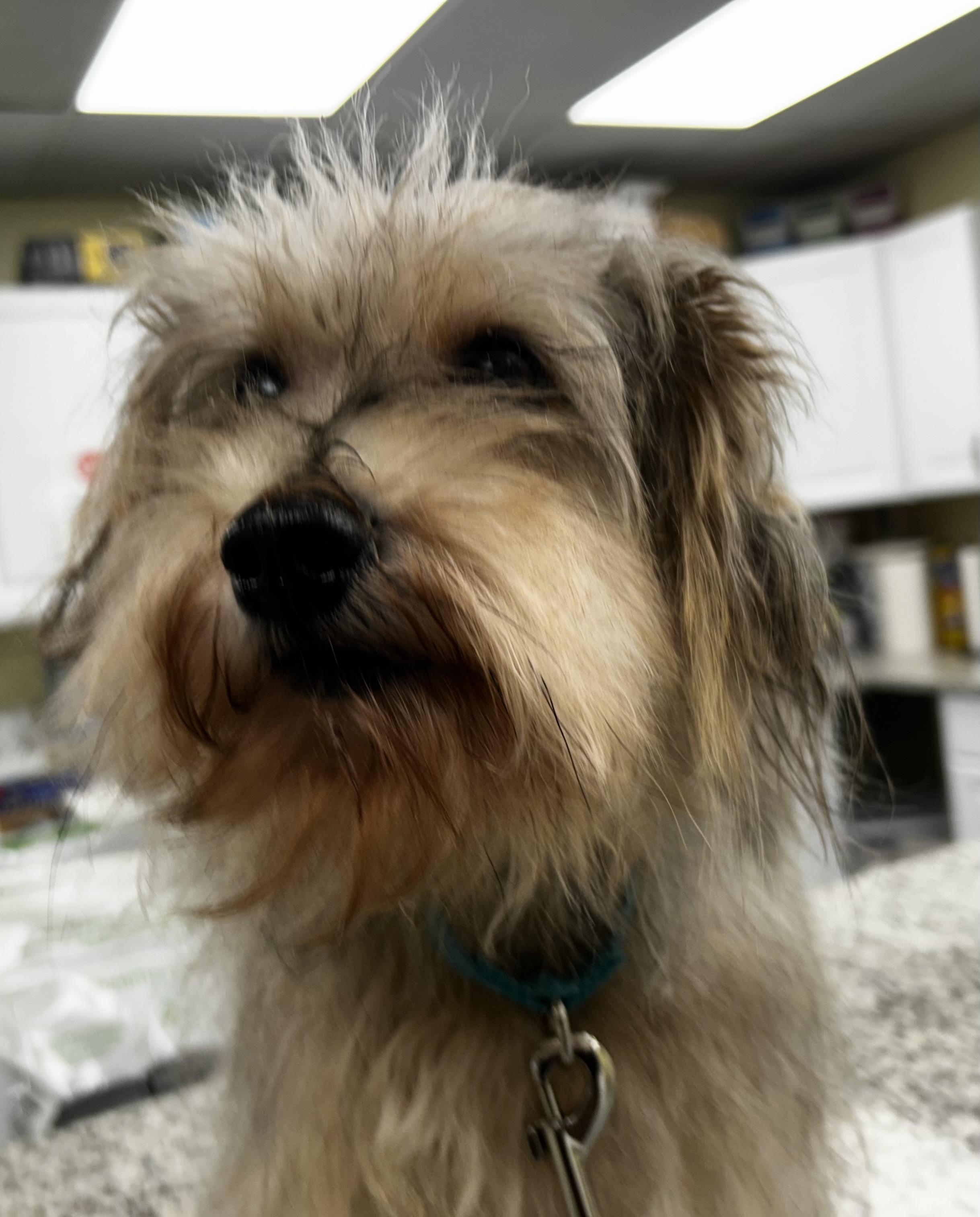 Enlarge Scruffy Duffy , an adopted mixed breed in Oak Ridge, NJ image 3/4