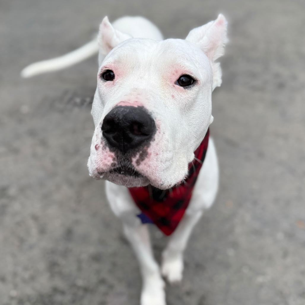 Enlarge Thora, a Adoptable mixed breed in San Francisco, CA image 3/5