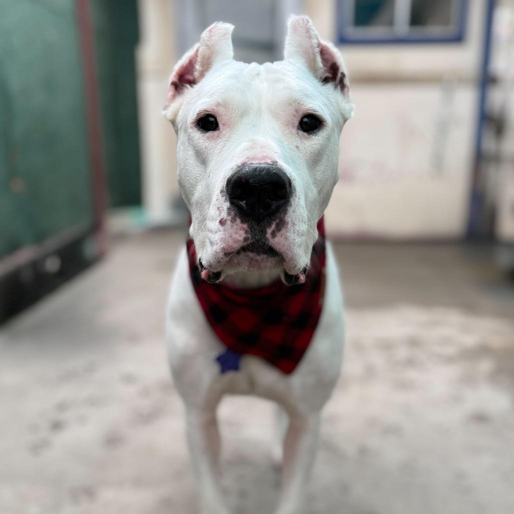 Enlarge Thora, a Adoptable mixed breed in San Francisco, CA image 4/5