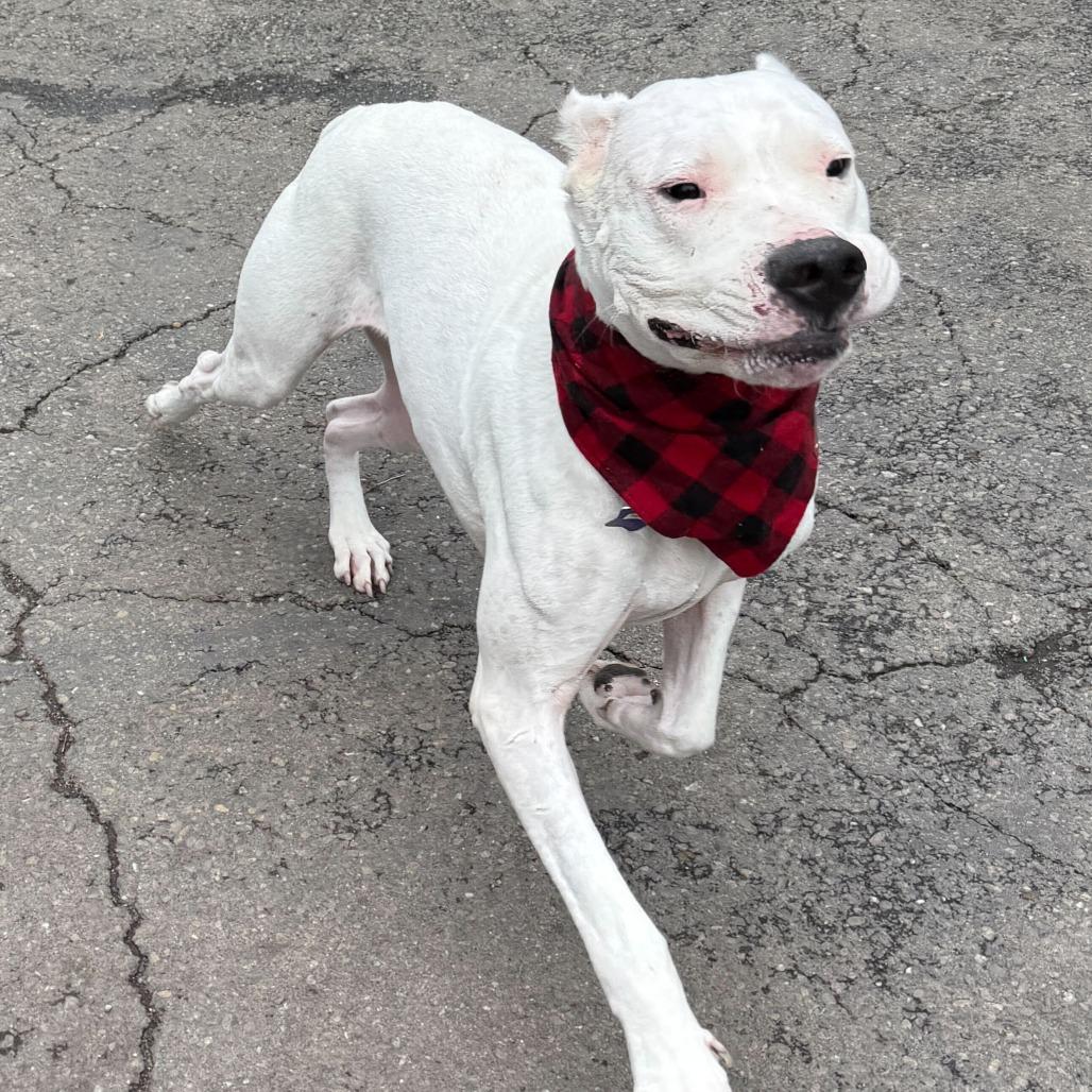 Enlarge Thora, a Adoptable mixed breed in San Francisco, CA image 5/5