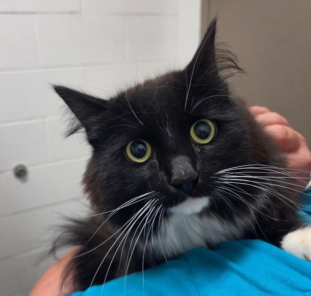 Toobee, Adoptable, Young Female Domestic Long Hair.