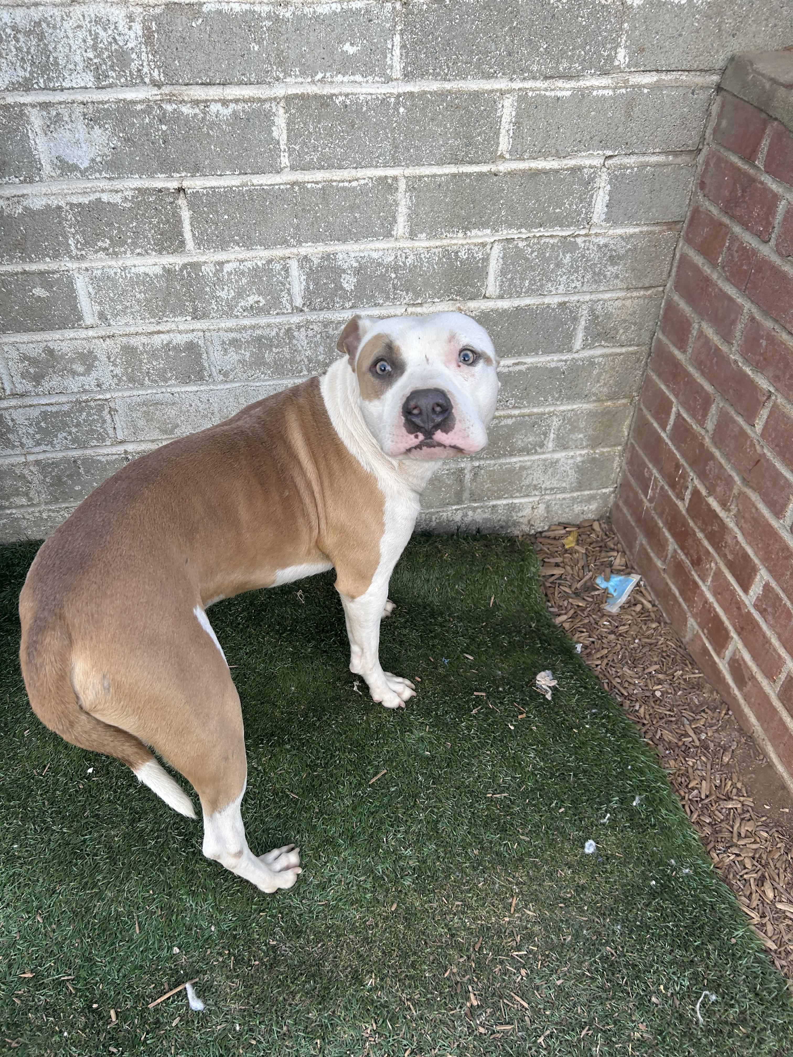 BEN, a Adoptable Pit Bull Terrier in Tacoma , WA image 1/6