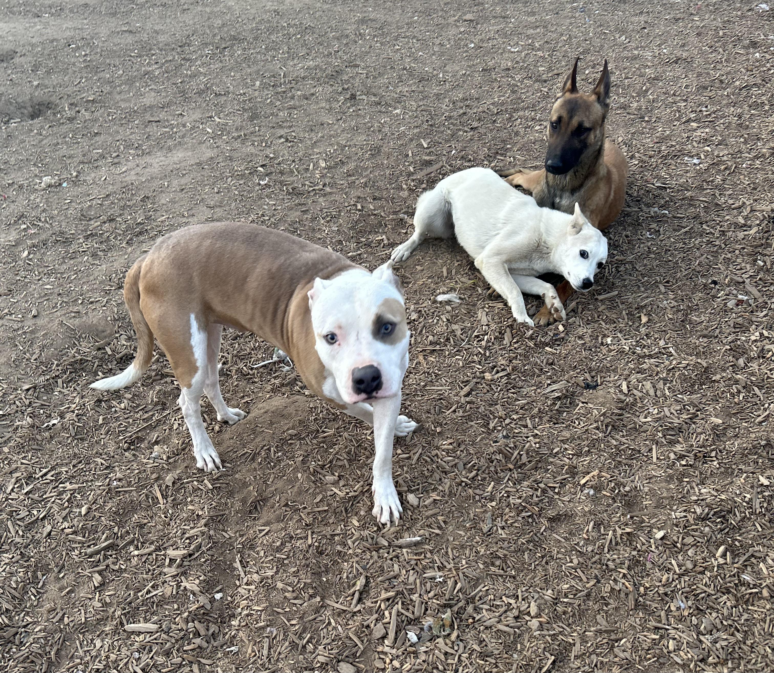 BEN, a Adoptable Pit Bull Terrier in Tacoma , WA image 3/6