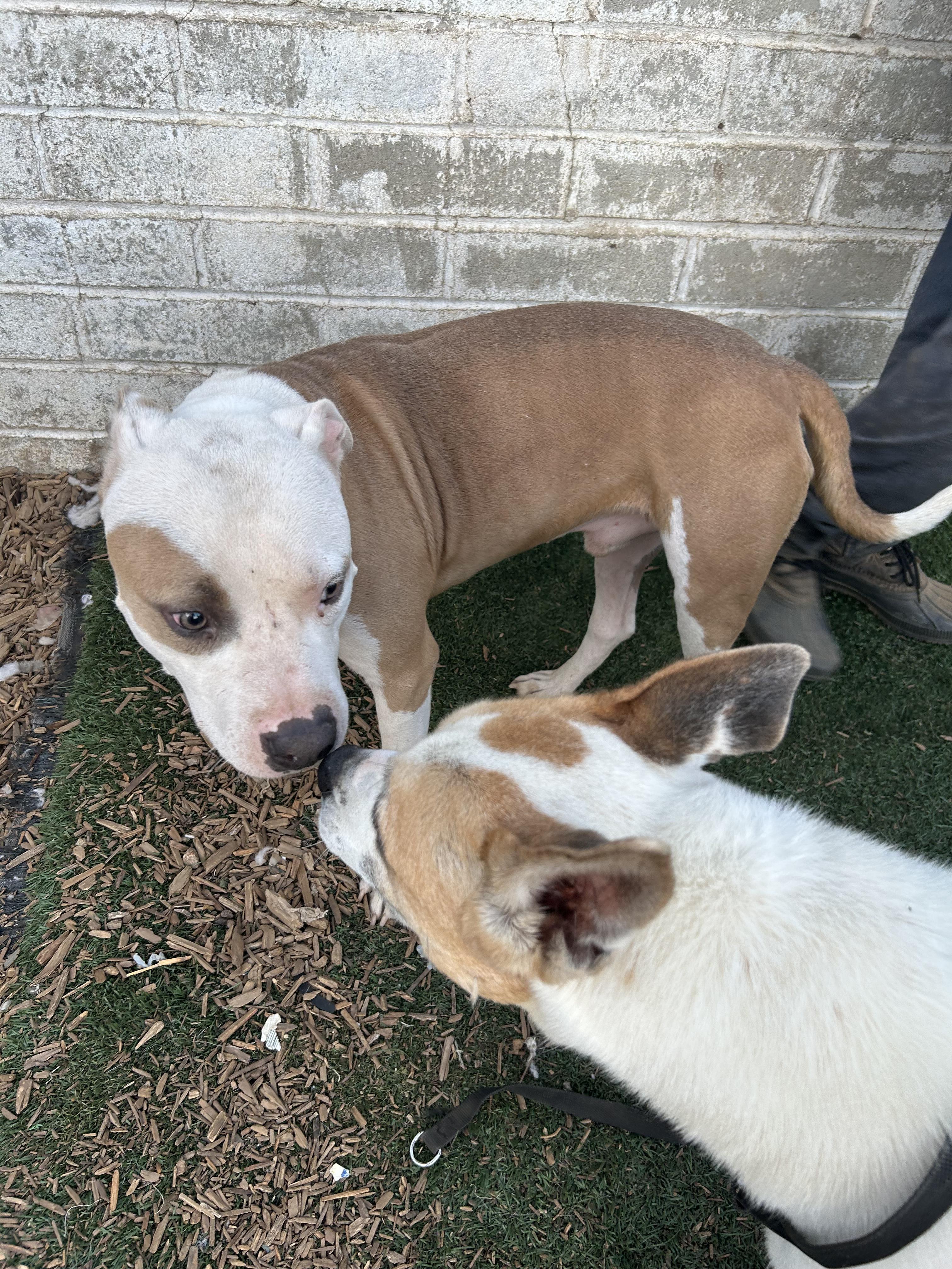 BEN, a Adoptable Pit Bull Terrier in Tacoma , WA image 6/6