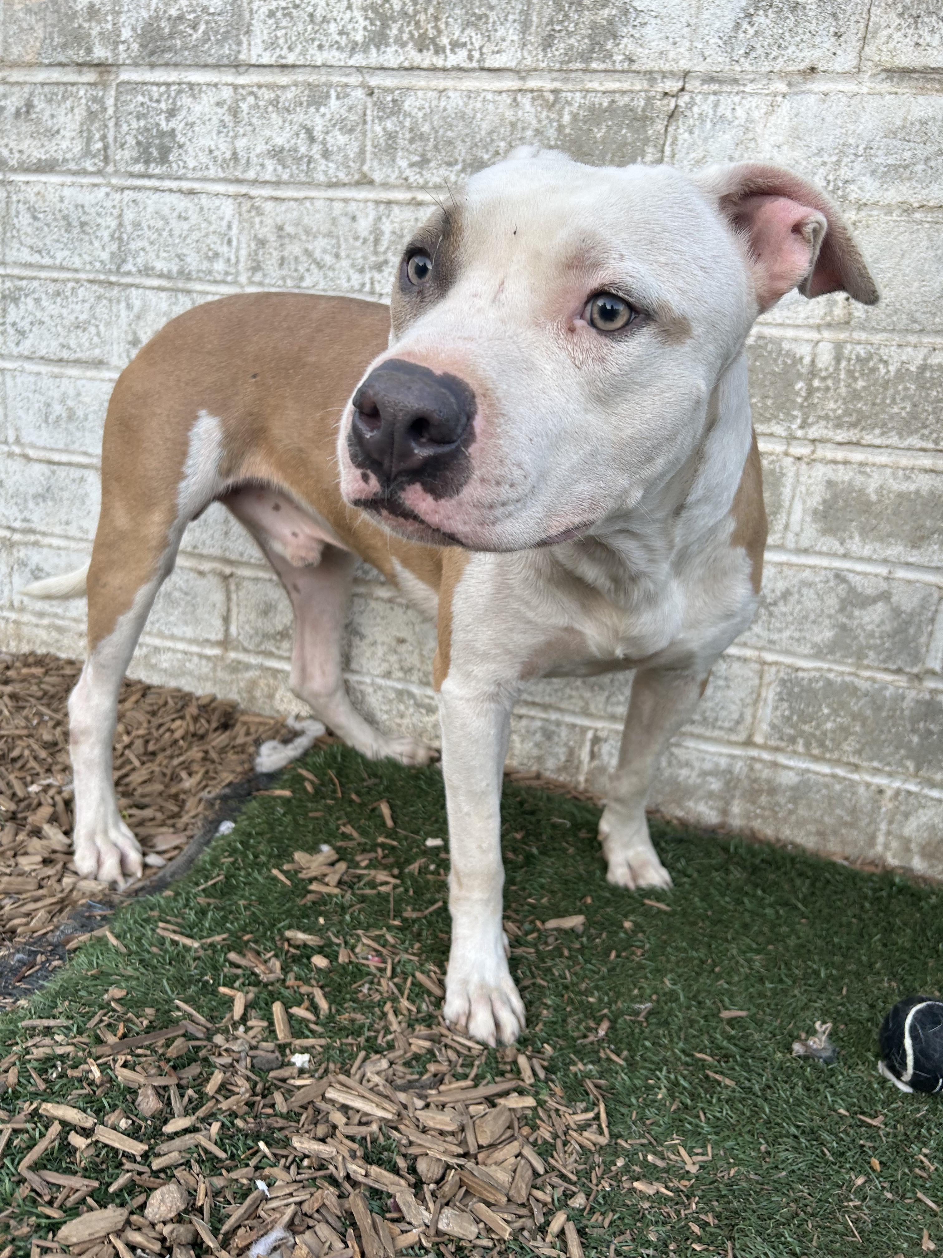 BEN, a Adoptable Pit Bull Terrier in Tacoma , WA image 2/6