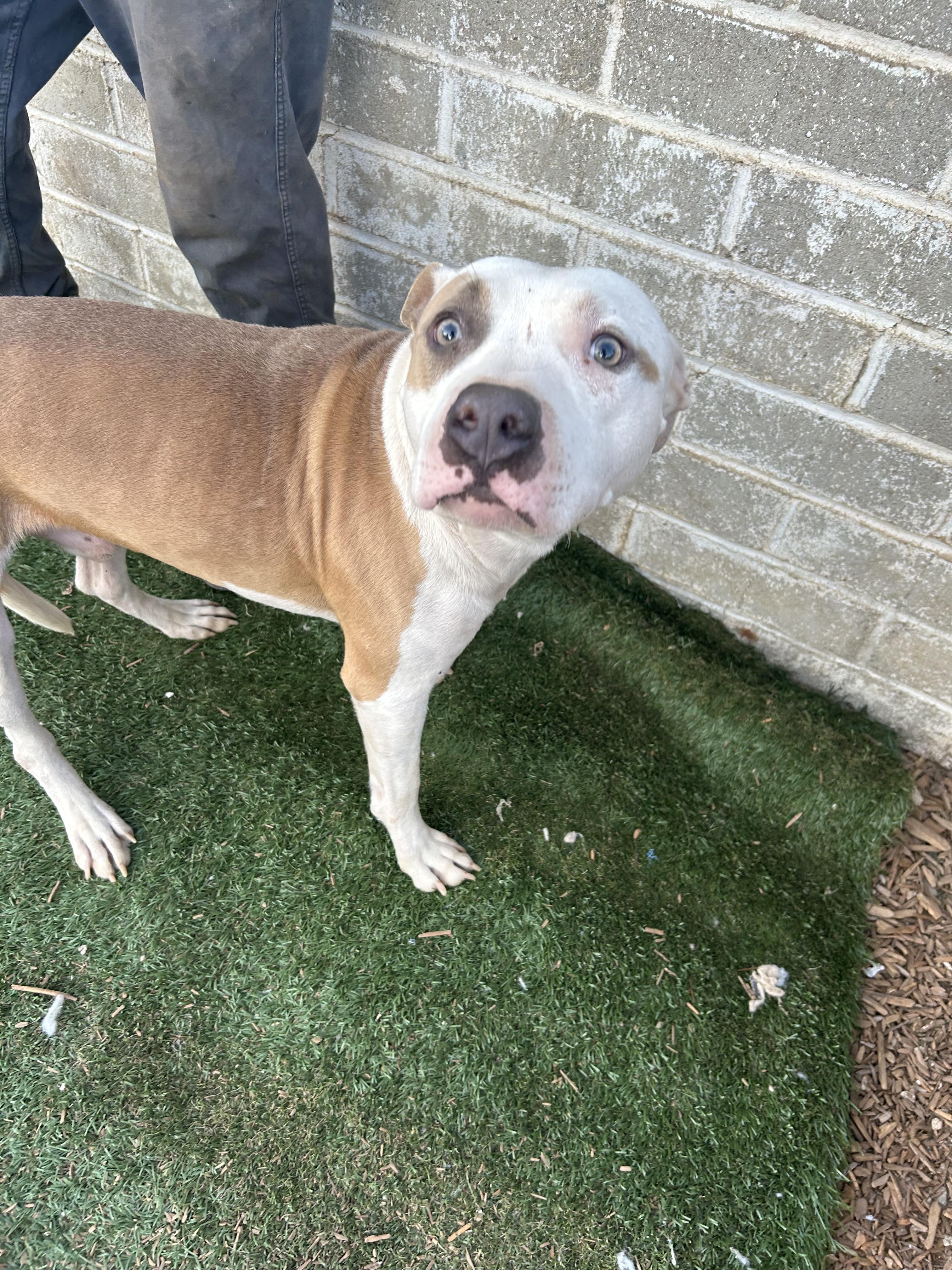 BEN, a Adoptable Pit Bull Terrier in Tacoma , WA image 4/6