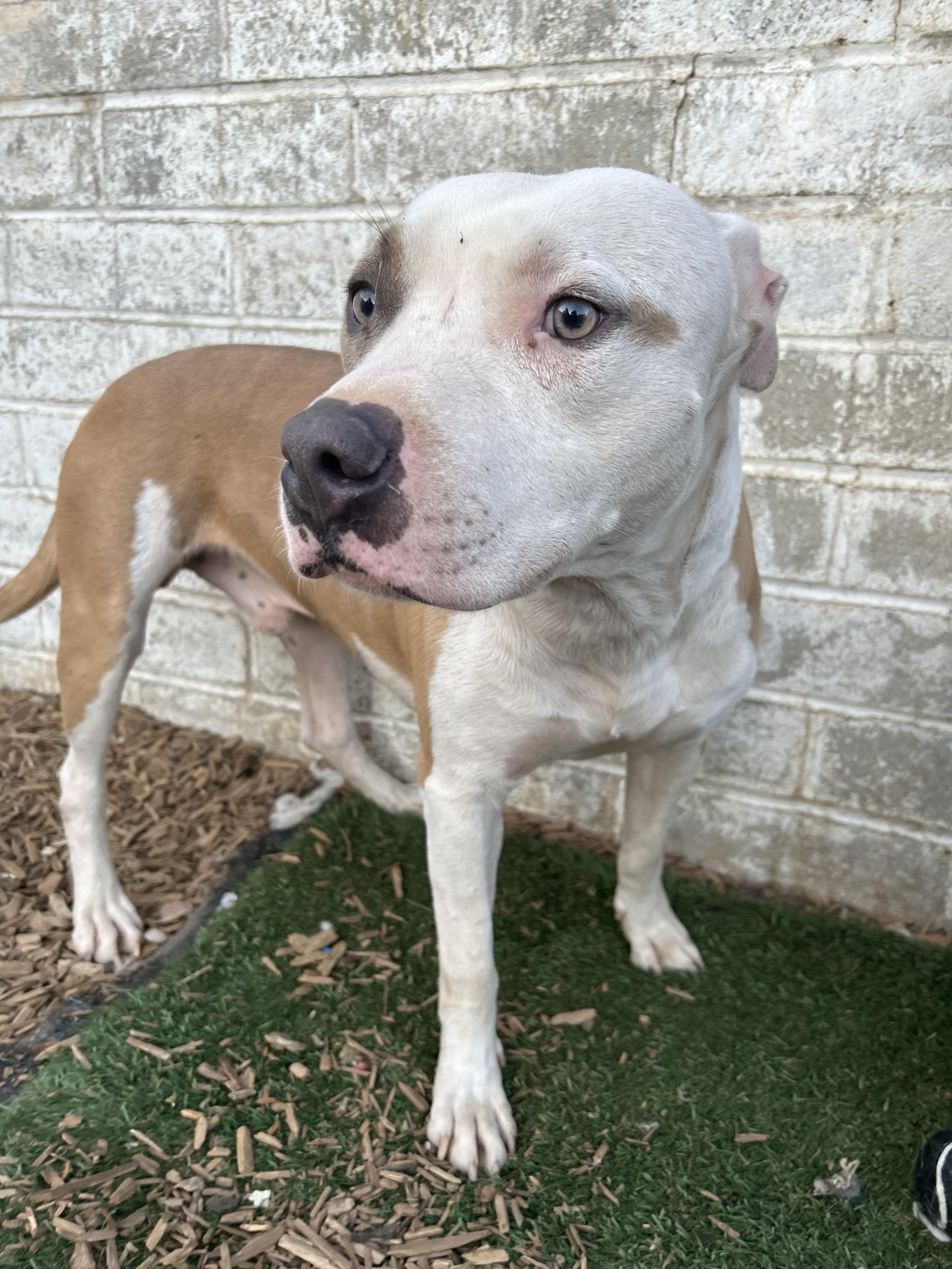 BEN, a Adoptable Pit Bull Terrier in Tacoma , WA image 5/6