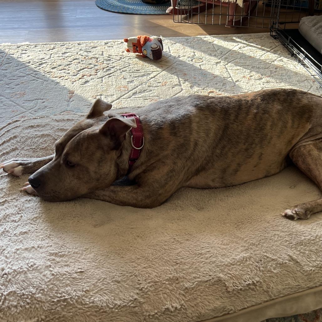 Adessa, Adoptable, Adult Female Mixed Breed.