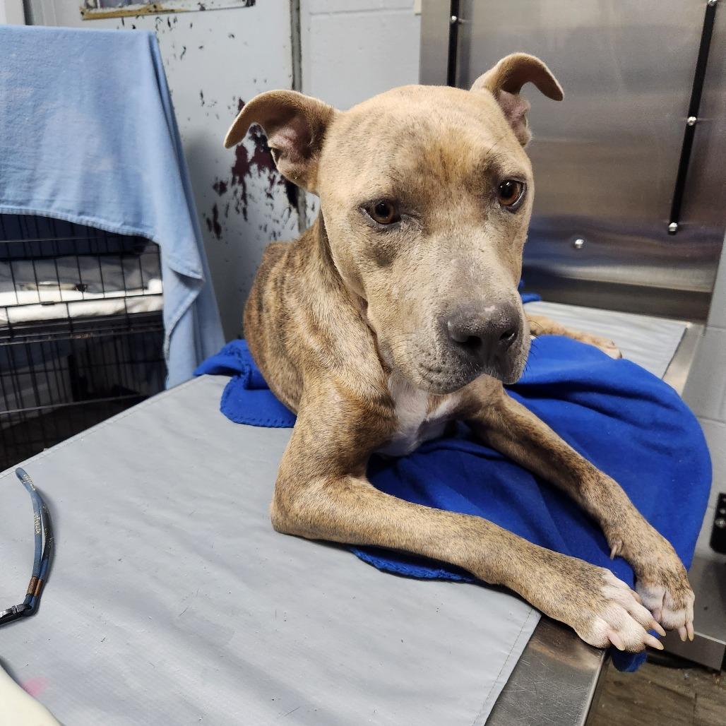 Enlarge Adessa, a Adoptable Mixed Breed in Summerville, SC image 2/6