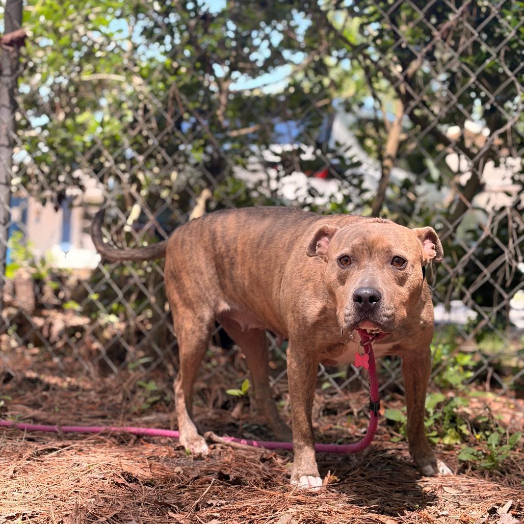 Enlarge Adessa, a Adoptable Mixed Breed in Summerville, SC image 3/6