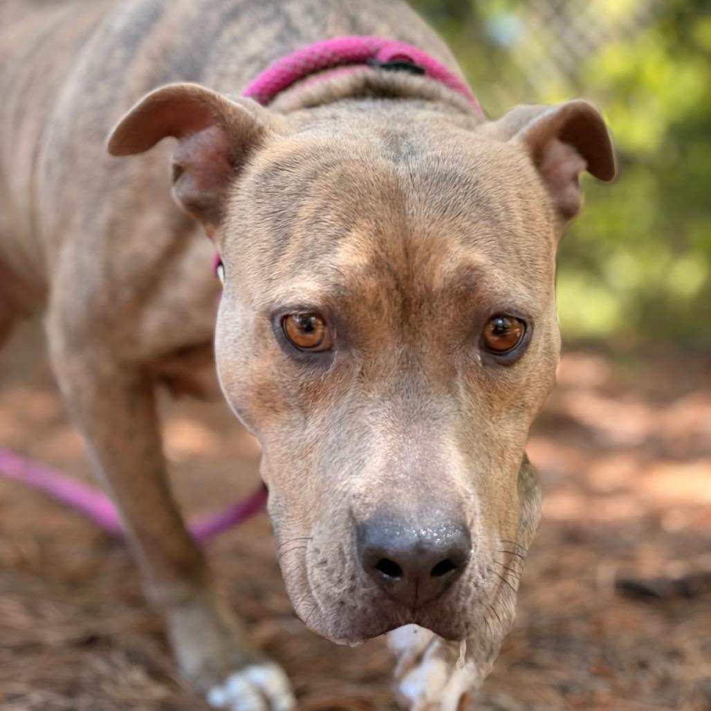 Enlarge Adessa, a Adoptable Mixed Breed in Summerville, SC image 4/6