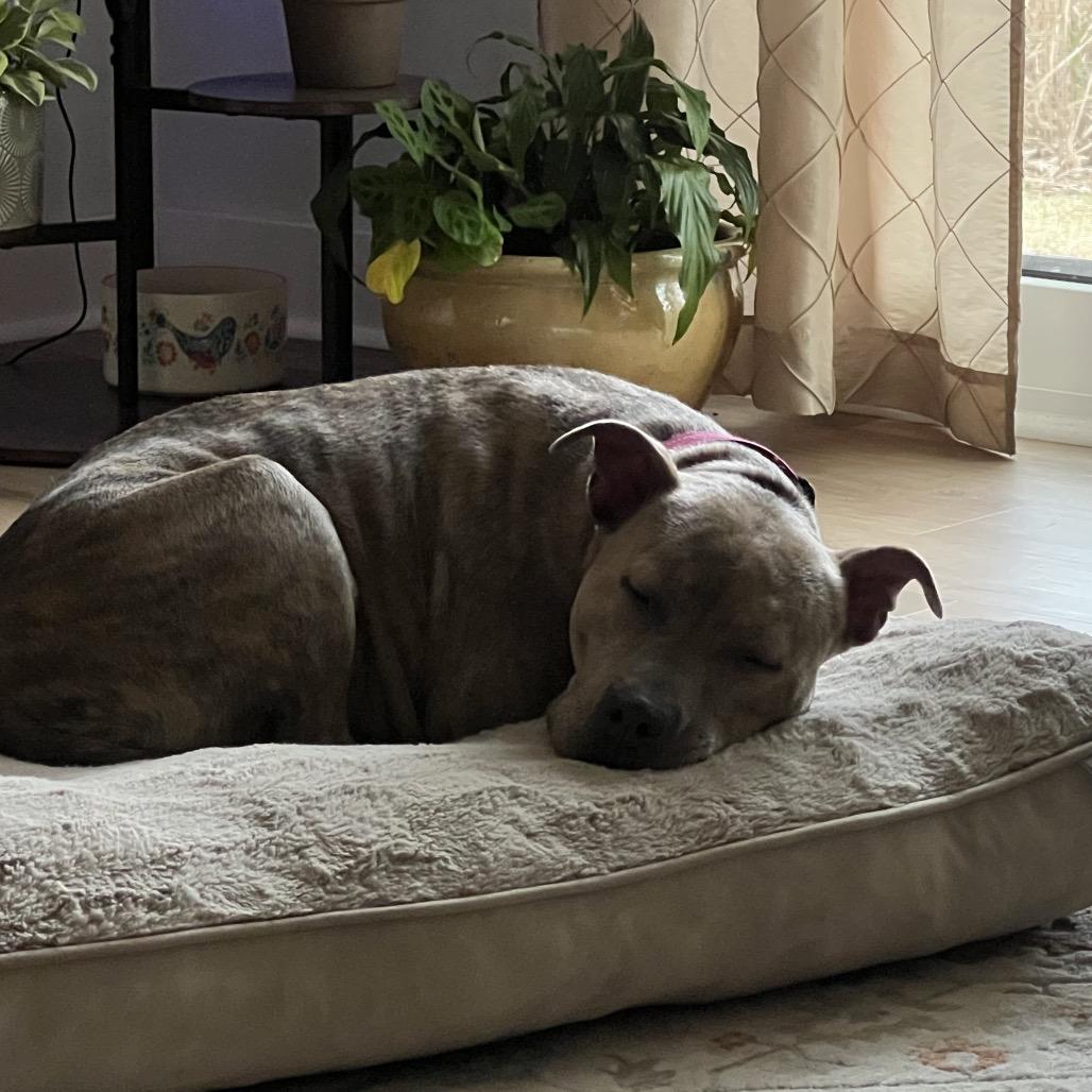 Enlarge Adessa, a Adoptable Mixed Breed in Summerville, SC image 5/6