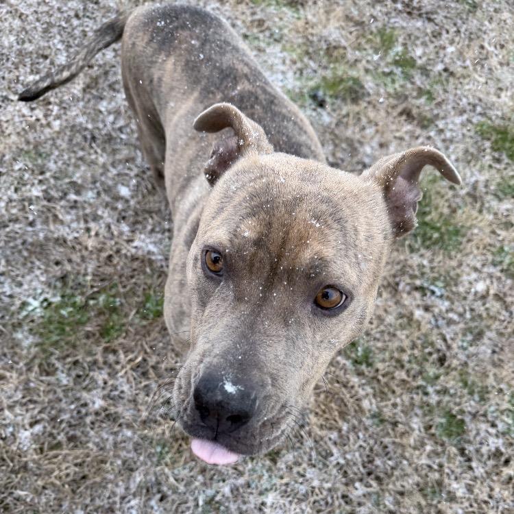 Enlarge Adessa, a Adoptable Mixed Breed in Summerville, SC image 6/6