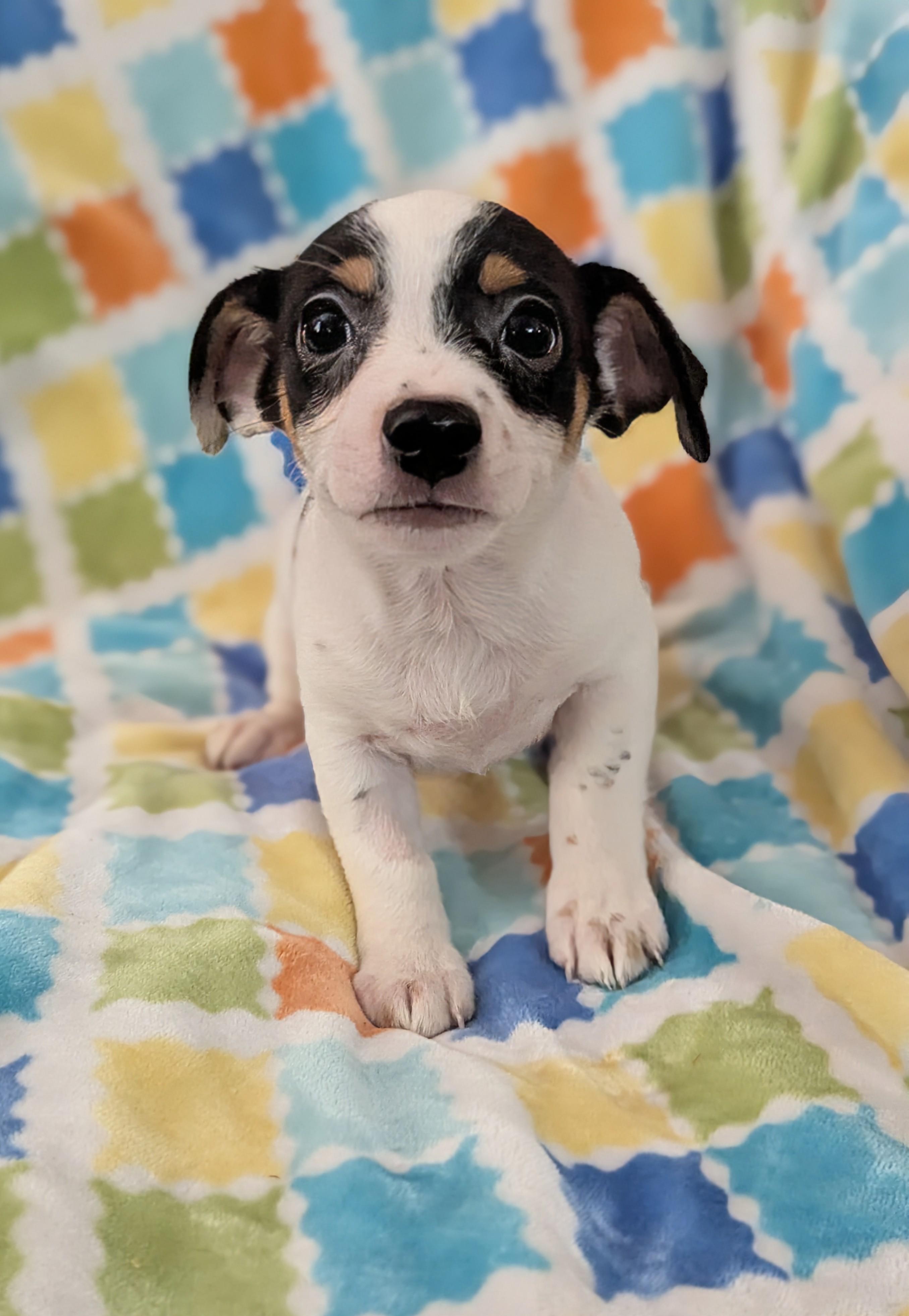 Enlarge Jesùs, an adopted mixed breed in San Jose, CA image 1/1