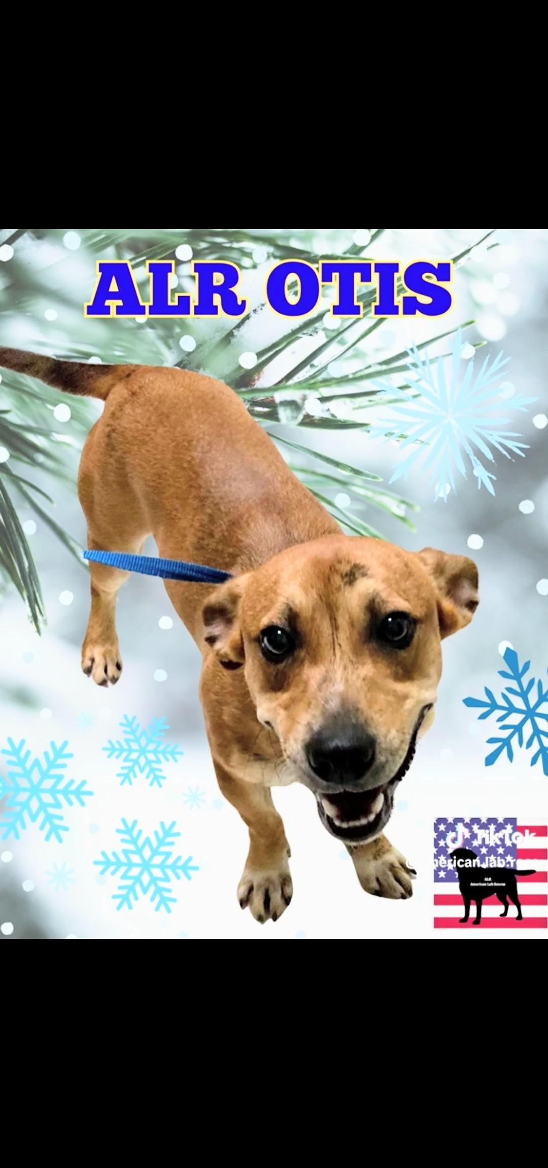 Otis - Fostered in Massachusetts