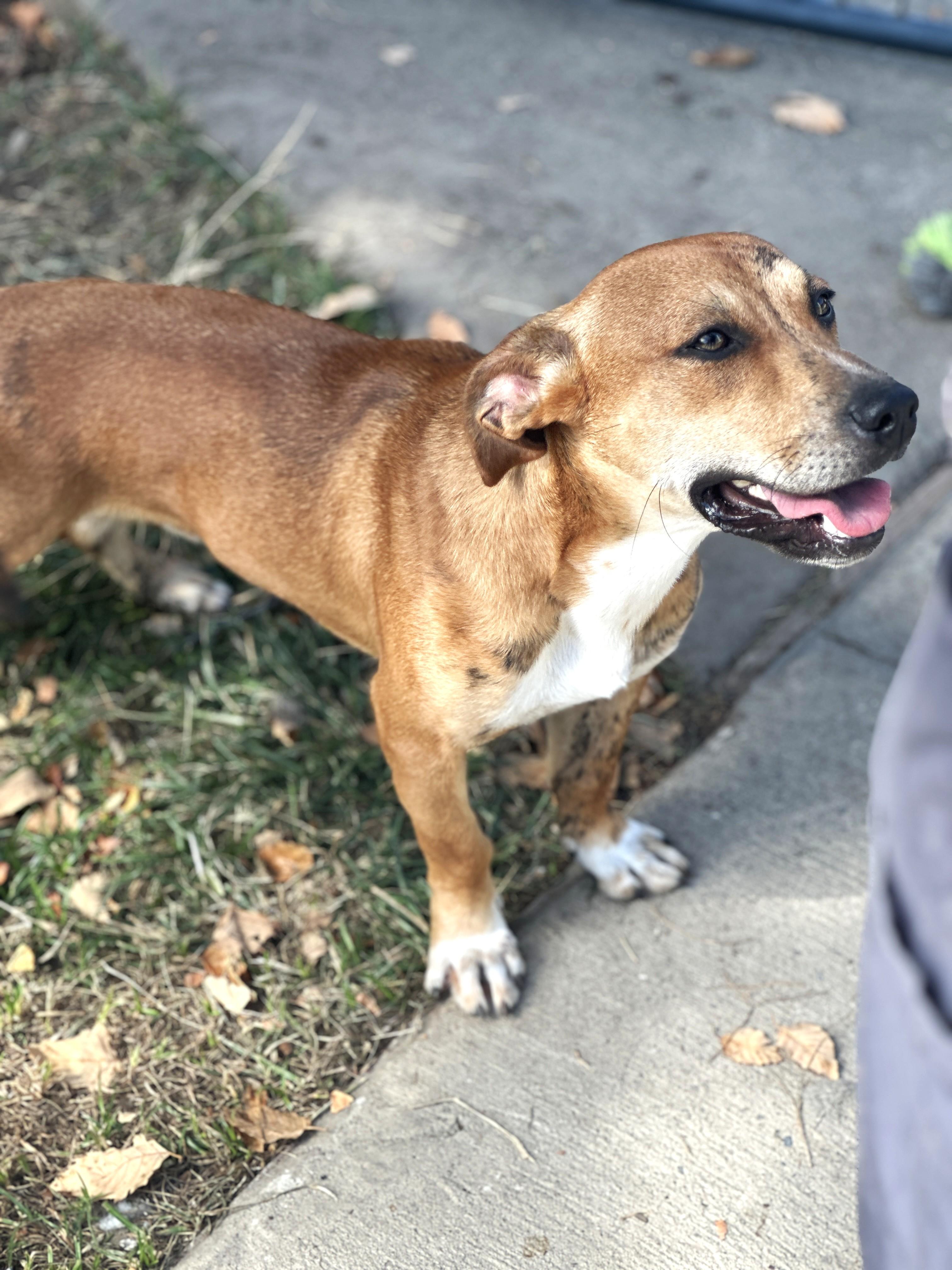 Otis