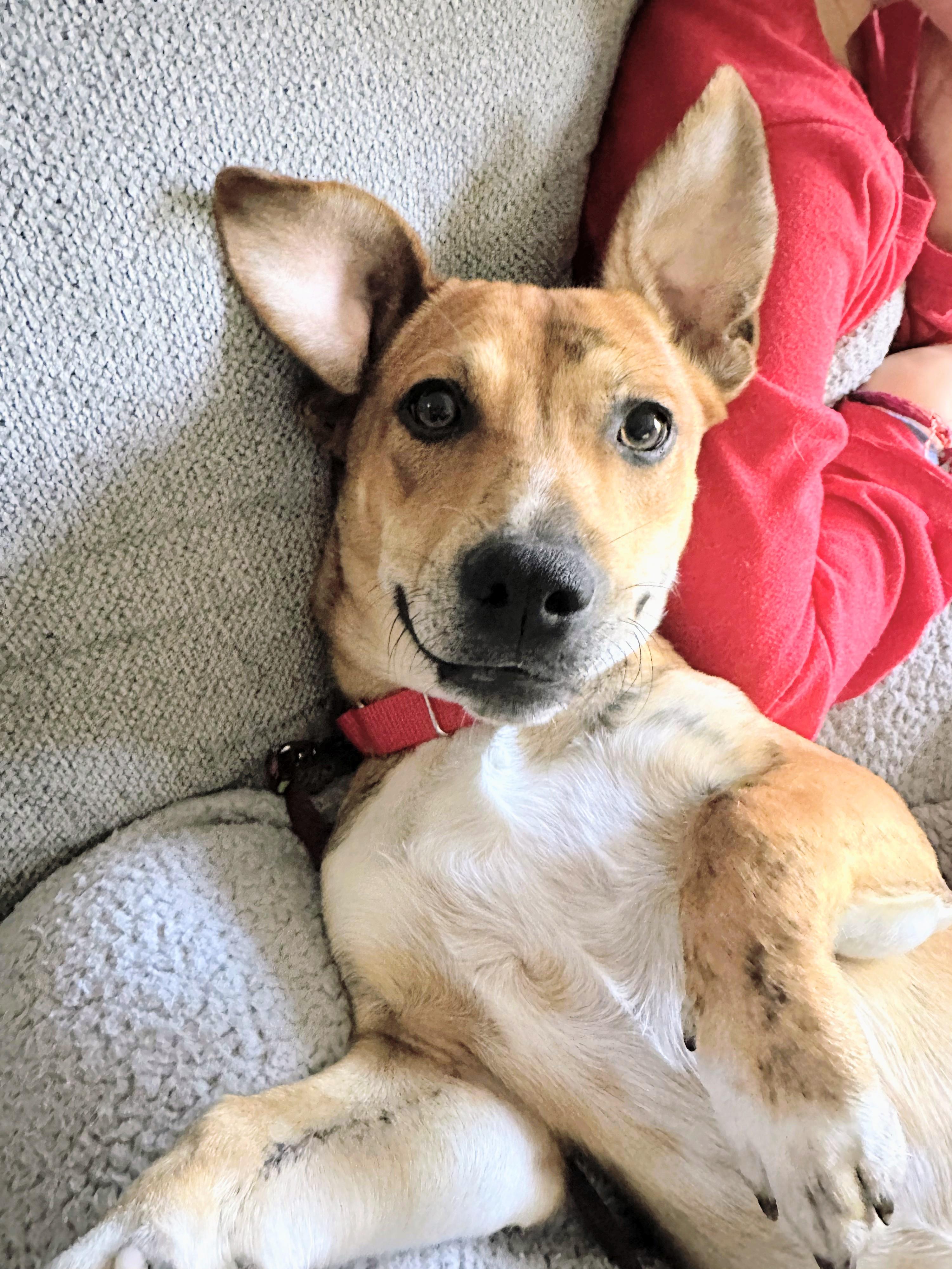 Otis - Fostered in Massachusetts