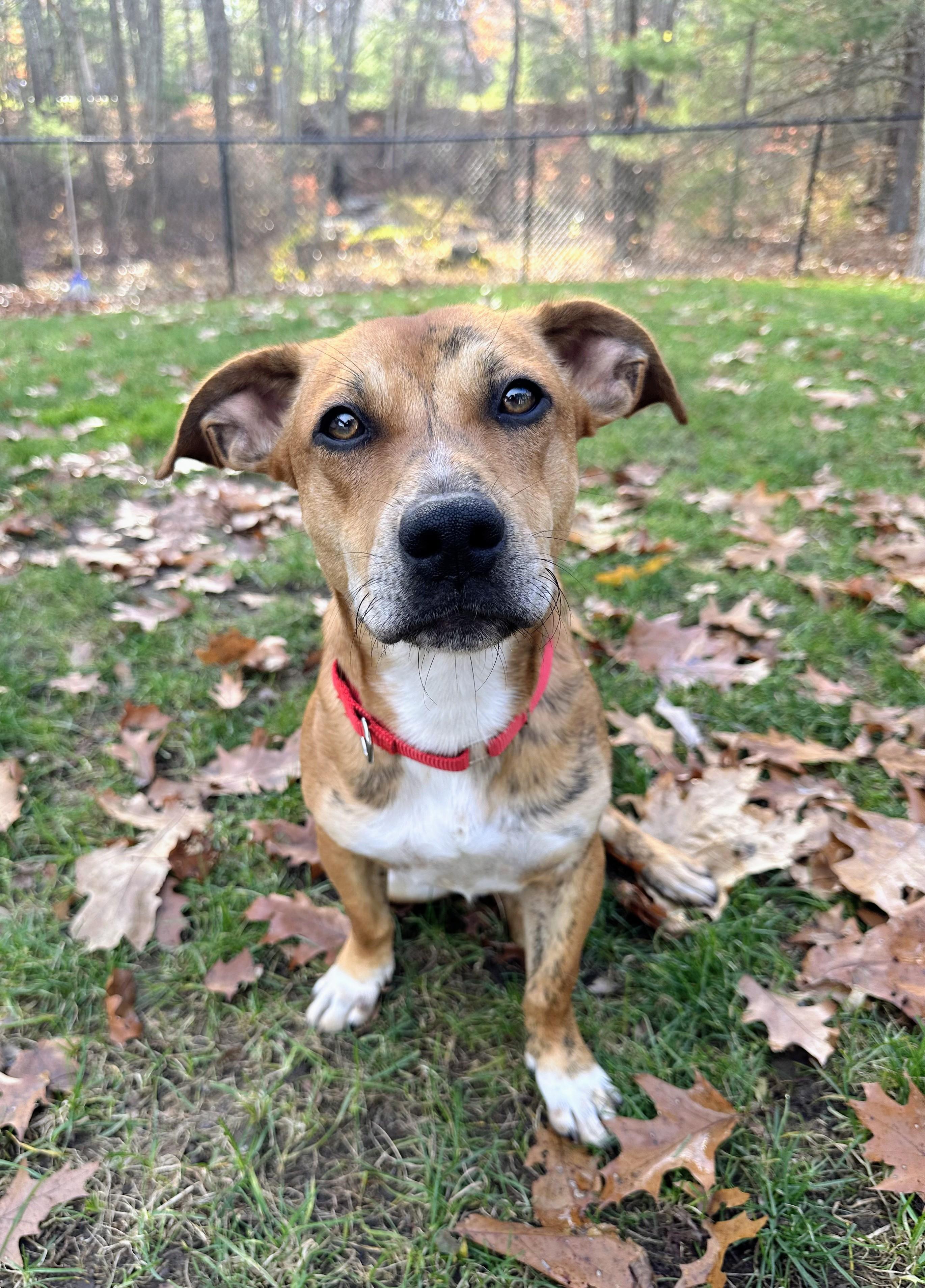 Otis - Fostered in Massachusetts