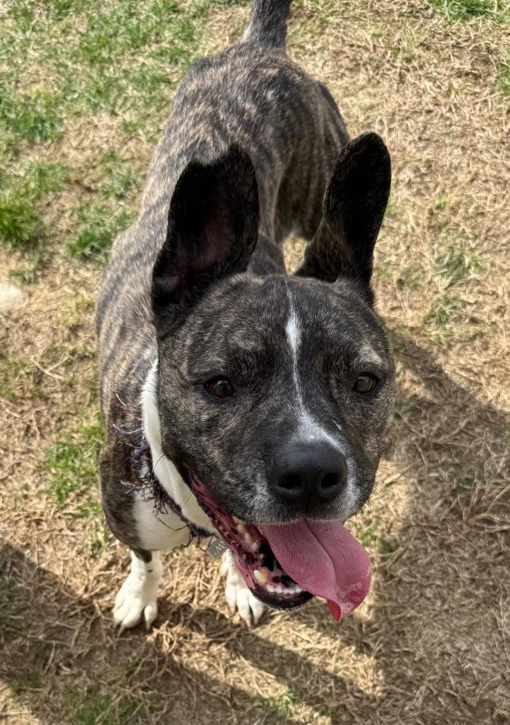 Daisy, Adoptable, Adult Female Mixed Breed.