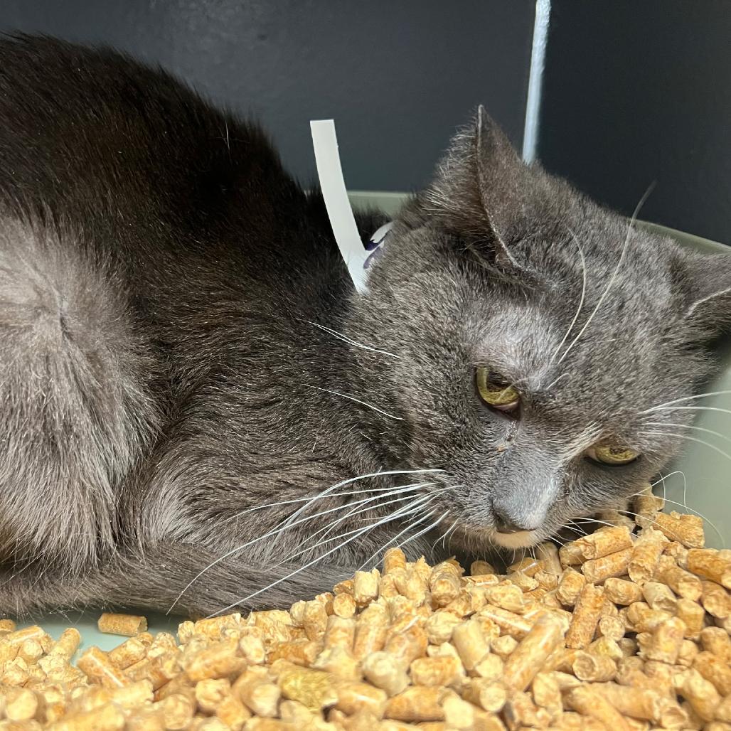 Seven, Adoptable, Young Male Domestic Long Hair & Mixed Breed.