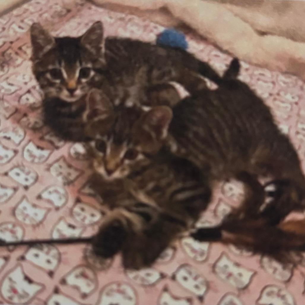Eddie & Effie, ADOPTABLE, Kitten Female Domestic Short Hair.