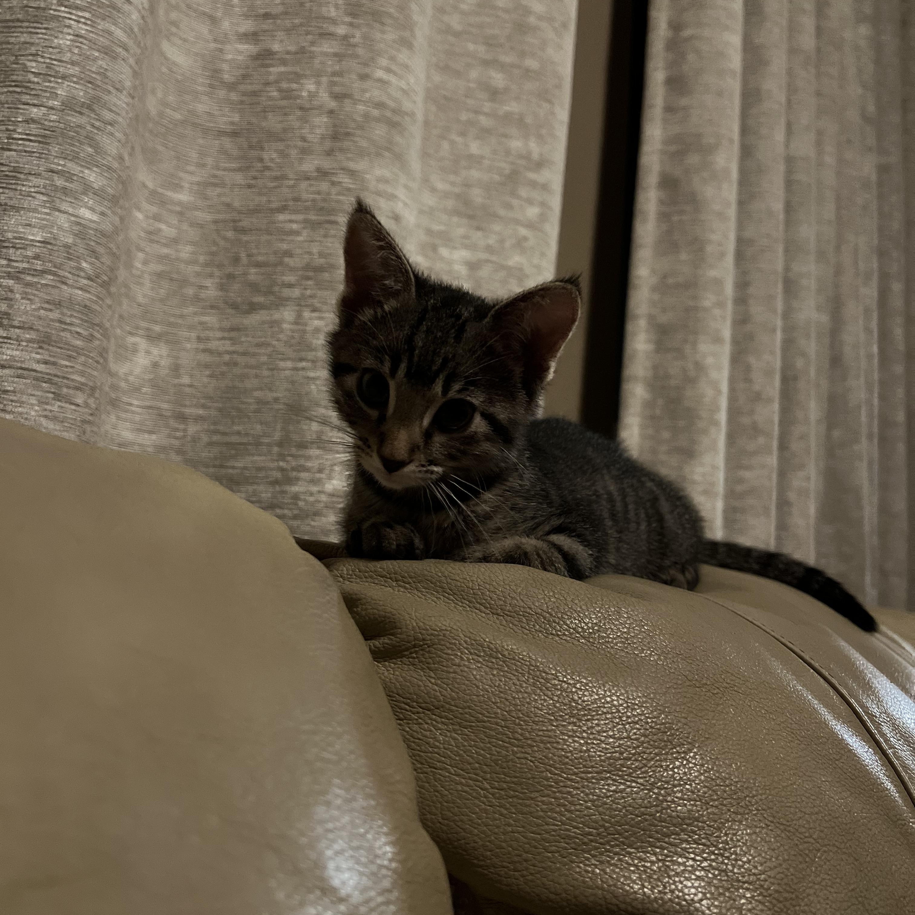Eddie & Effie, a ADOPTABLE Domestic Short Hair in Wheat Ridge, CO image 3/5