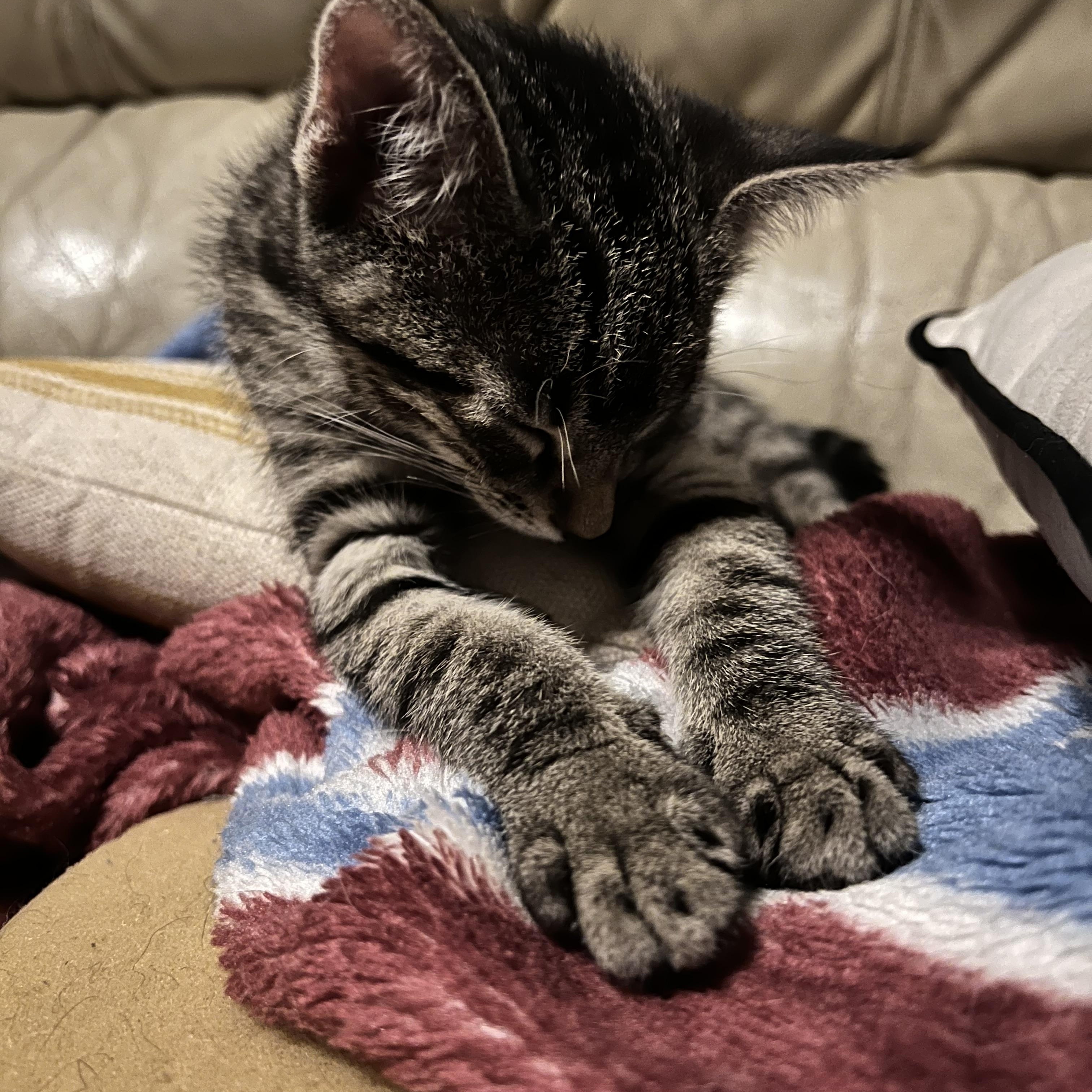 Eddie & Effie, a ADOPTABLE Domestic Short Hair in Wheat Ridge, CO image 5/5