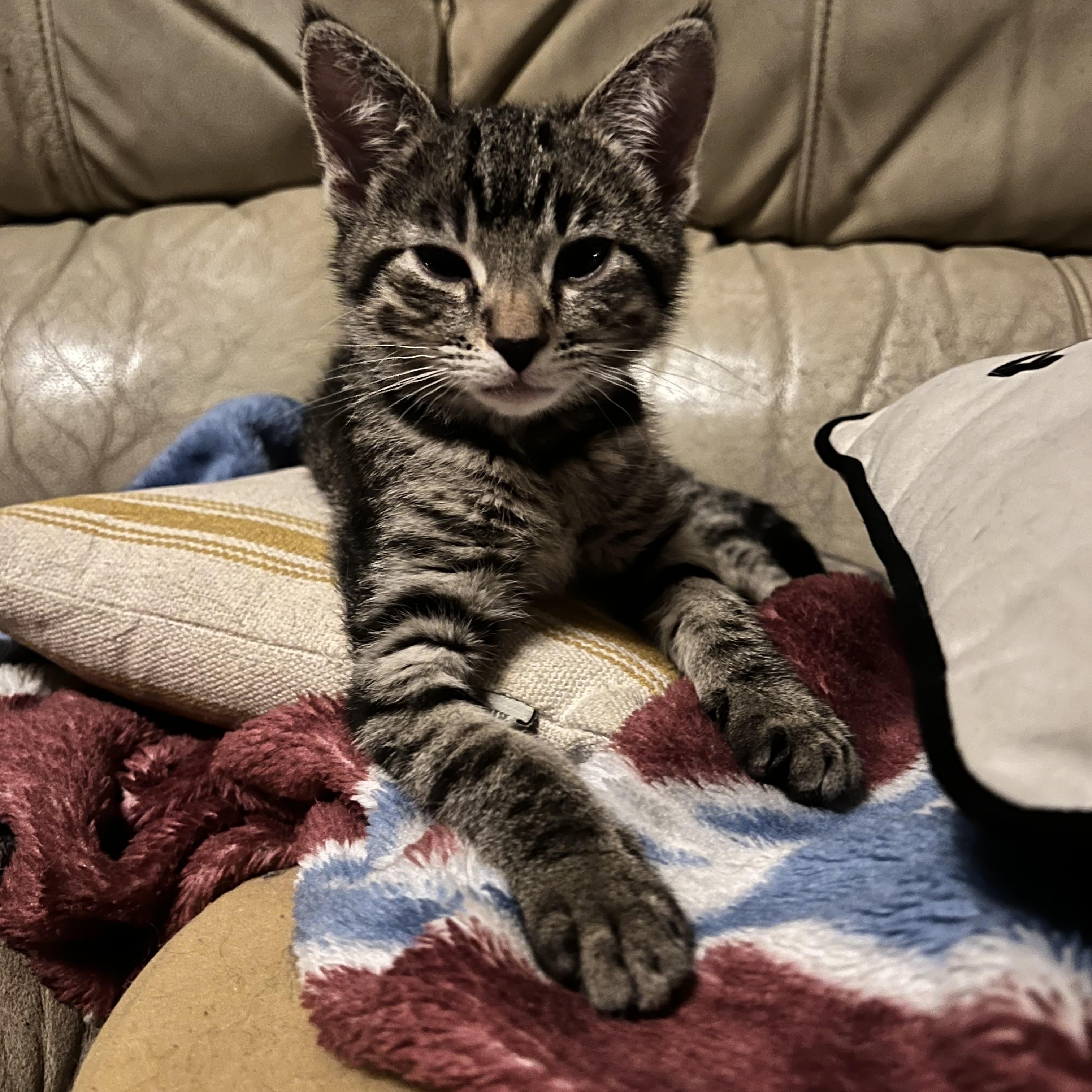 Eddie & Effie, a ADOPTABLE Domestic Short Hair in Wheat Ridge, CO image 2/5