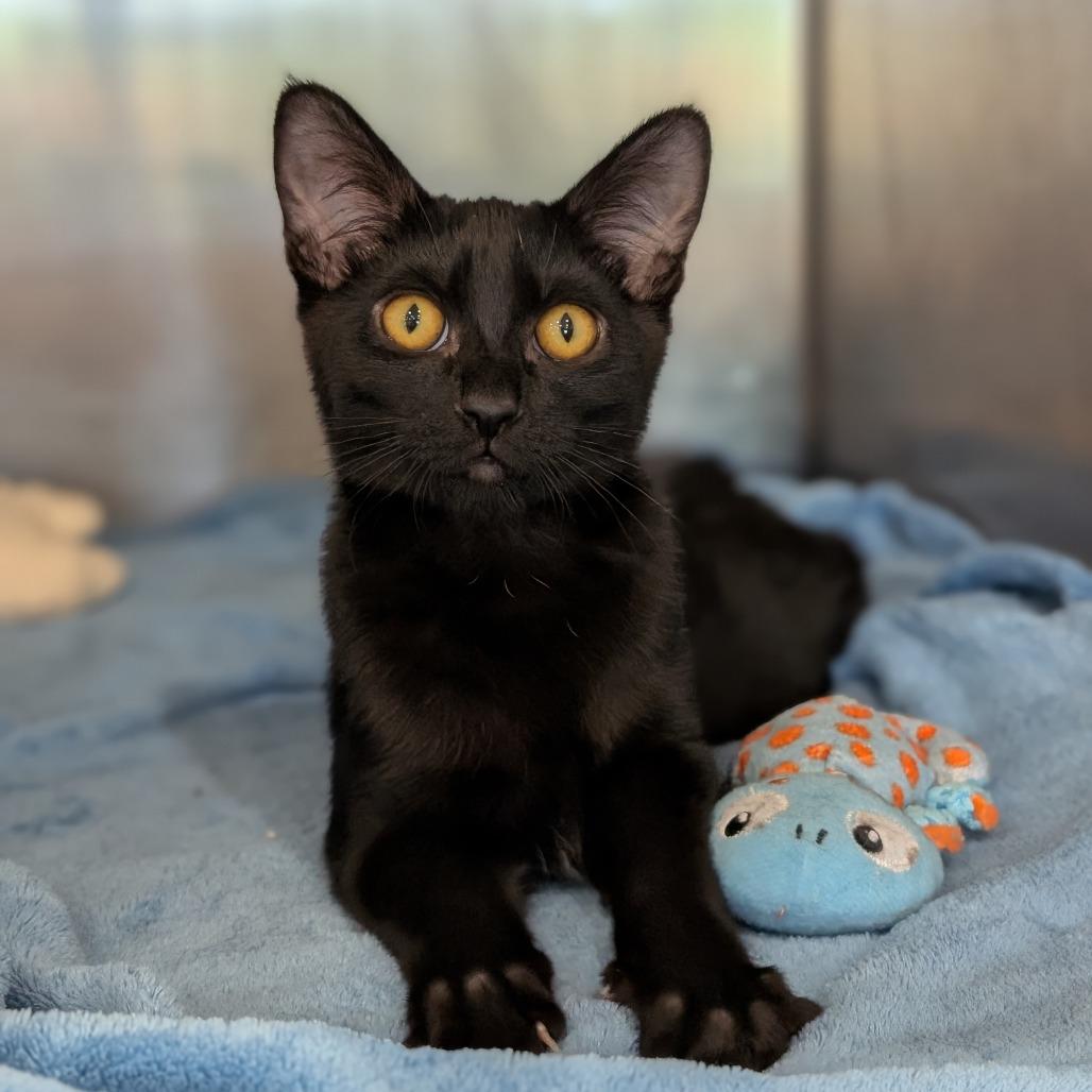 Jasper, Adoptable, Kitten Male Domestic Short Hair.