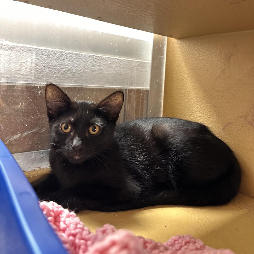 Enlarge Jasper, a Adoptable Domestic Short Hair in Spokane, WA image 2/5
