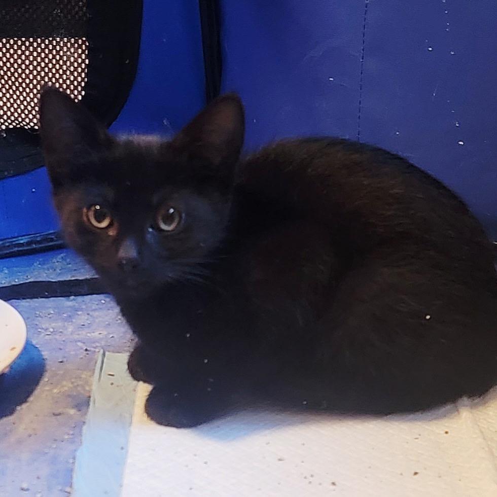 Jasper, a Adoptable Domestic Short Hair in Spokane, WA image 1/4